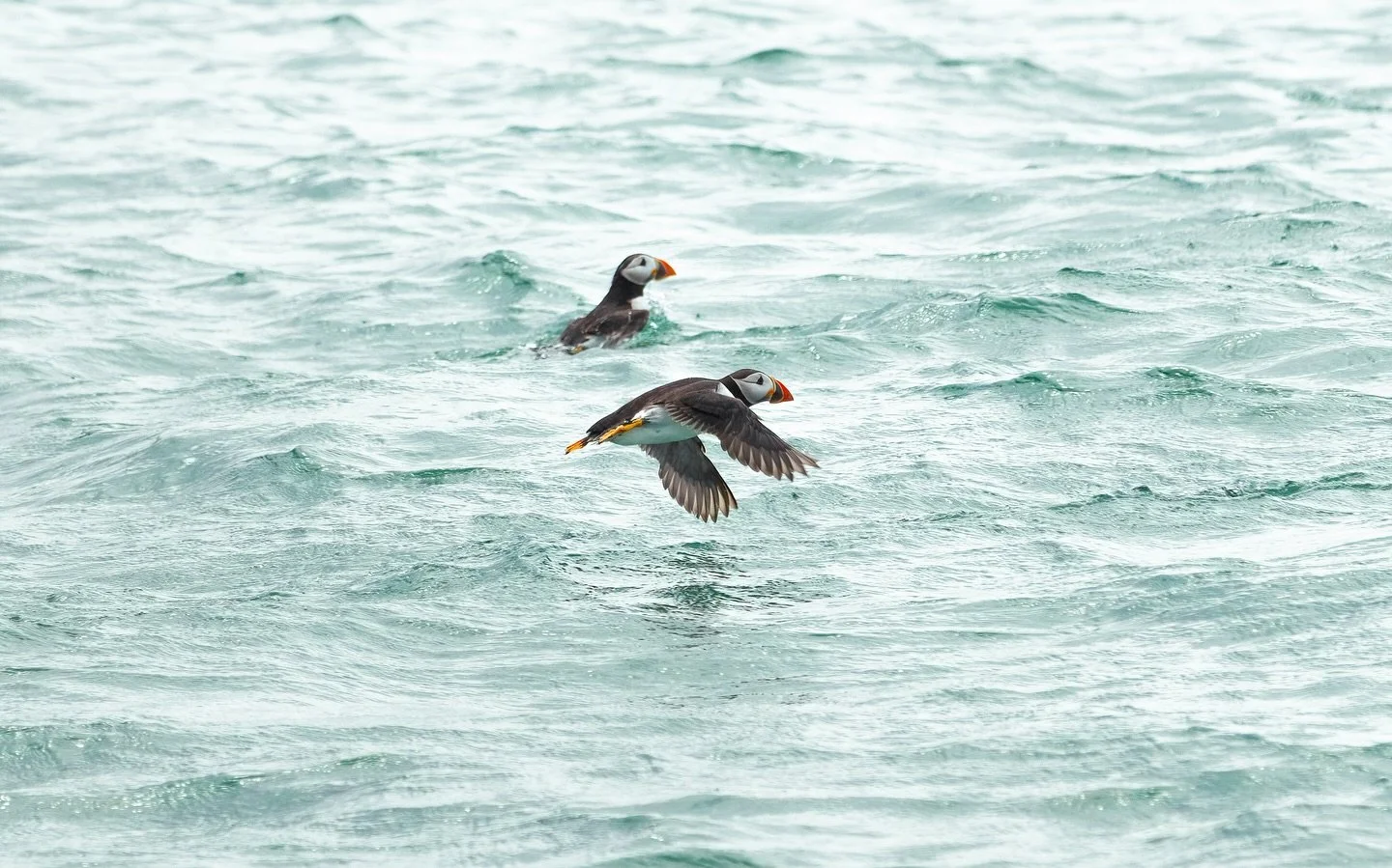Both of these pictures were taken a few weeks ago. I had never seen a puffin before but was surprised to see them taking off in front of me! Unfortunately these little birds are heading back out to the Atlantic for a while until the next breeding sea