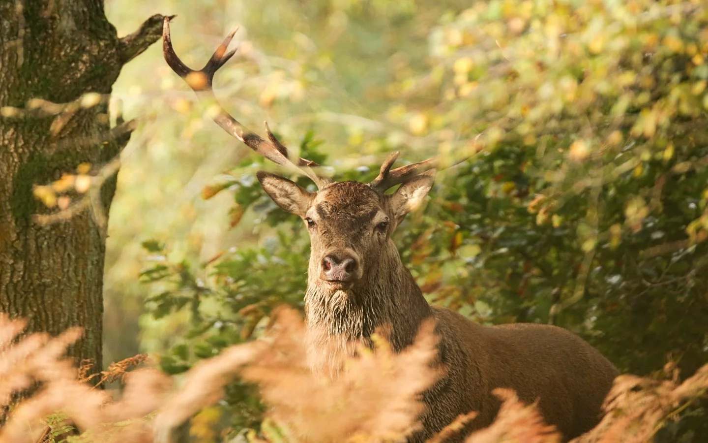 What a morning I had yesterday! After a very early wake up, me and my friend set off to the Peak District to look for deer in the forests. I was quite hesitant of going to a new location as I had no idea if we were going to see anything, however, as 