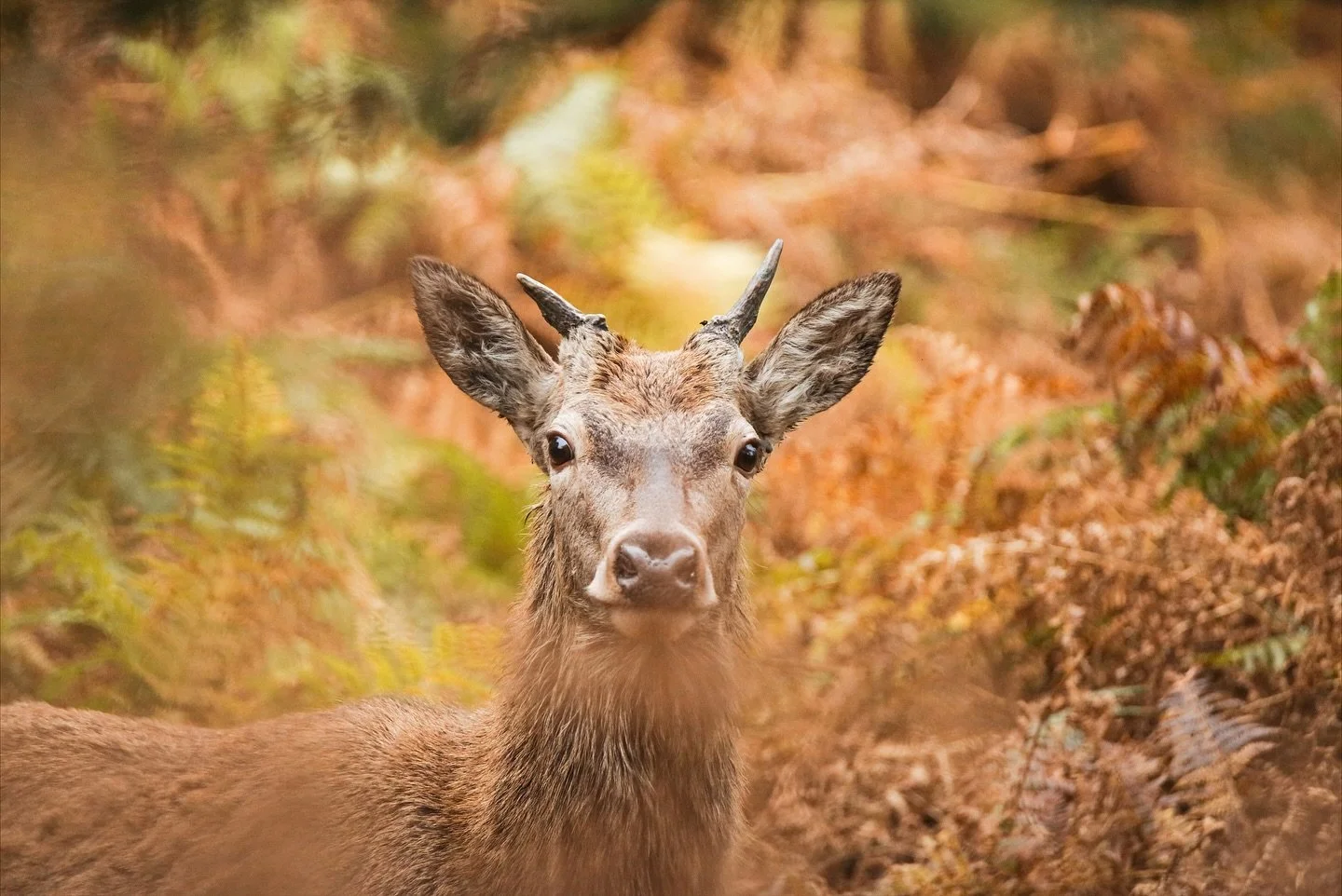 This is the first of a few photos that I have of the deer this year. This young stag didn&rsquo;t notice me watching him for around 10 minutes until he came up close. Initially I thought it was a female but since it had antlers I can confidently say 