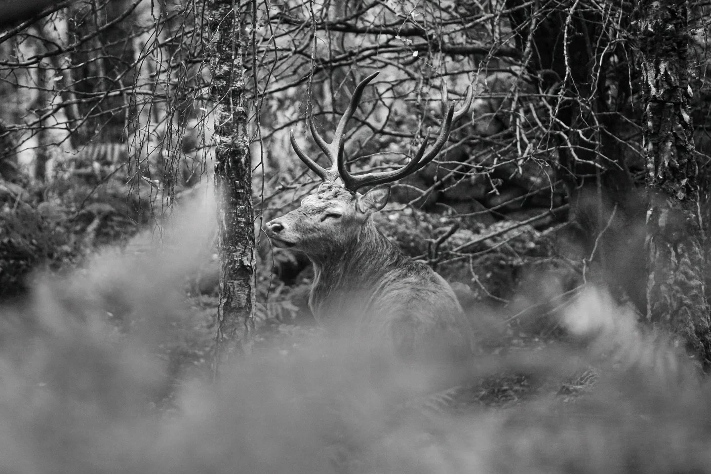 Although I don&rsquo;t take much B&amp;W photos, I do like how this turned out. I like how the stag&rsquo;s antlers blend into the branches that surround it. This was definitely one of the dominant stags in the area as it had a herd of females of its