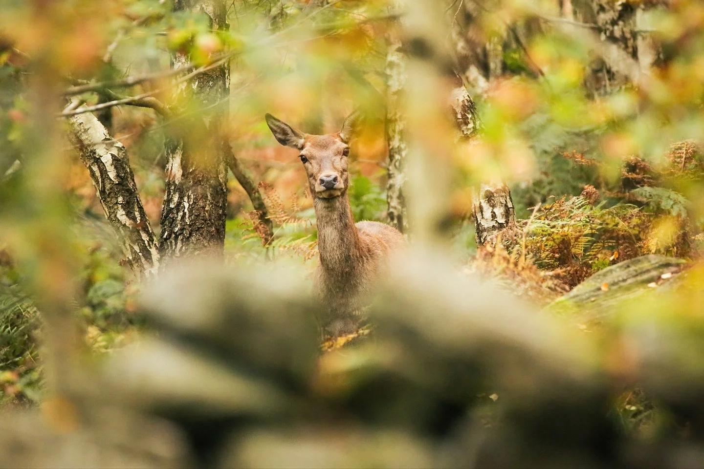 I really like this image. This hind must have heard me laying the camera on a branch for support and stared right at me. I feel as though the old broken stone wall really frames this picture. The light is centred in the frame and the hind is standing