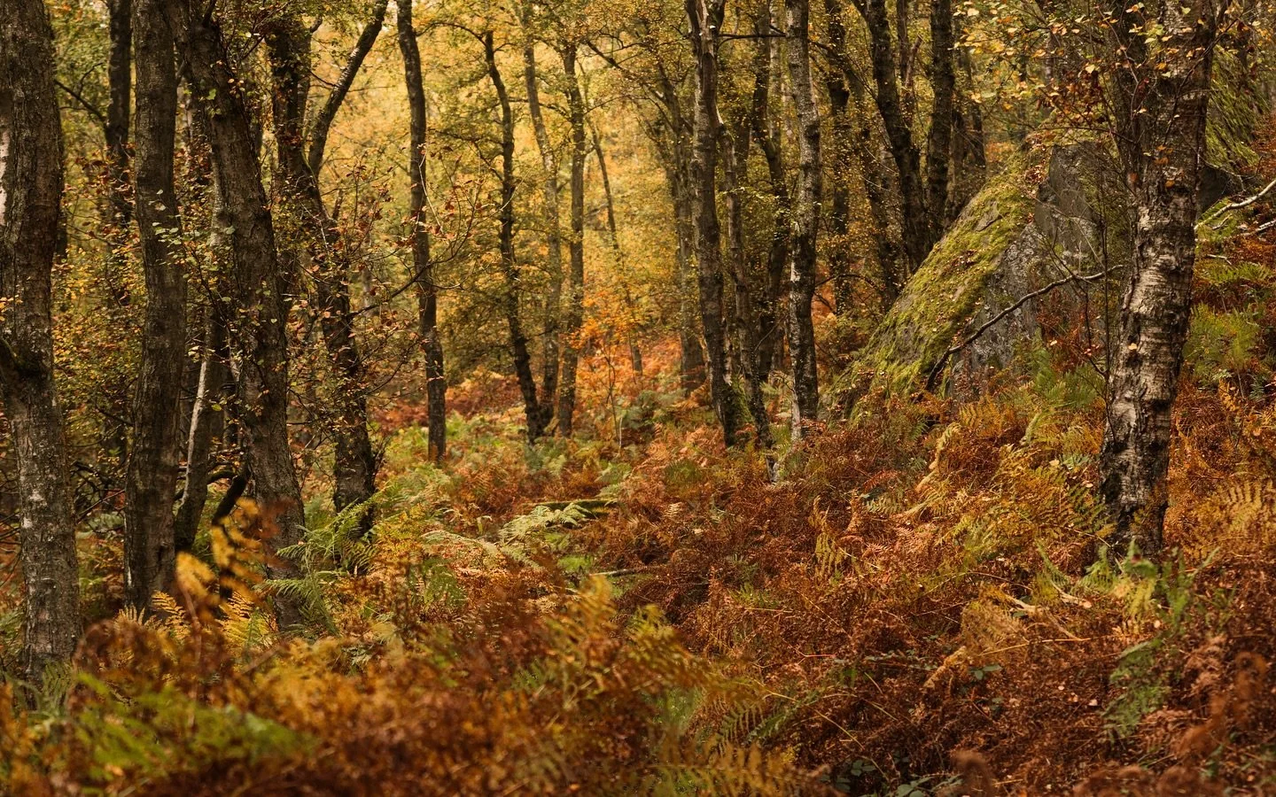 I took this picture whilst out looking for deer. The forest colours were so strong it seemed like it was fire, with all the ferns and leaves beginning to wither. I left my landscape lens at home to save some weight when walking around the forest, but