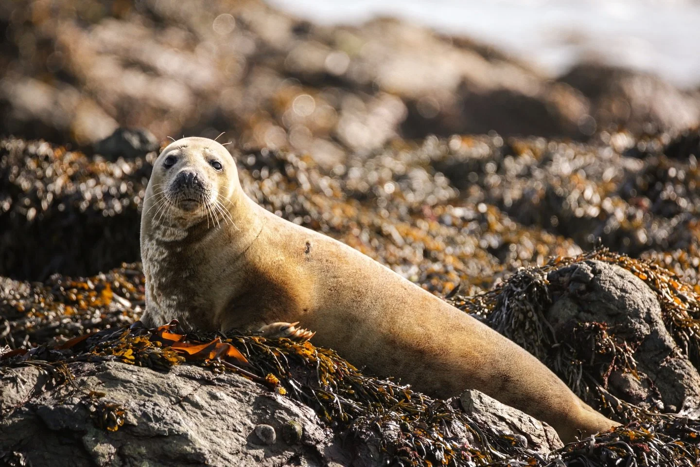 I spent most of my evenings on Ynys Enlli watching the Grey Seals. These charismatic animals spend most of their days sunbathing on the rocky shores. As the seals got more comfortable with me they allowed me to get closer and closer, eventually withi
