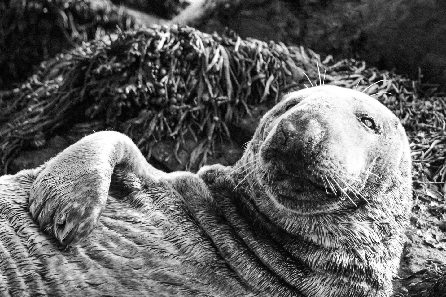 This Grey Seal kept me entertained for a good few hours one evening on Ynys Enlli. It managed to secure a nice sunny spot on the beach for itself and kept scratching its belly. I liked how the seaweed created texture in the background and decided to 