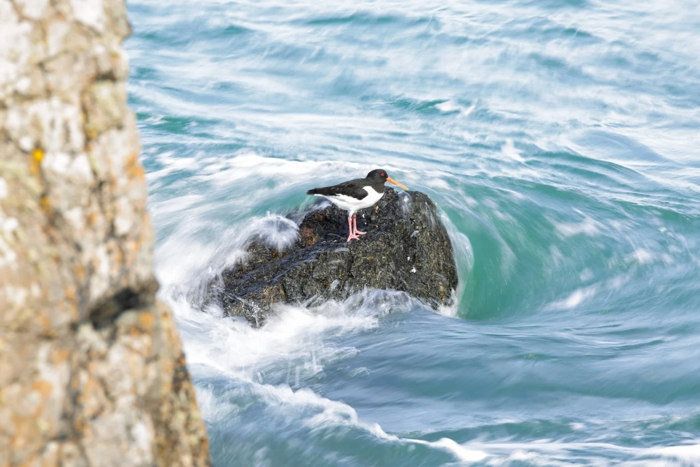 This is one of my personal favourites from Ynys Enlli. Throughout the week I could hear Oyster Catchers all around the shores and I wanted to capture one perched near the water. Instead of going for a high shutter speed and capturing everything in sl
