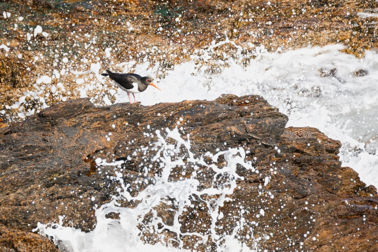 I really like this picture. It&rsquo;s chaotic and the colours contrast well. But what I like is how comfortable the Oyster Catcher is amongst the crashing waves. This species spends its entire life along the coast looking for small meals amongst the
