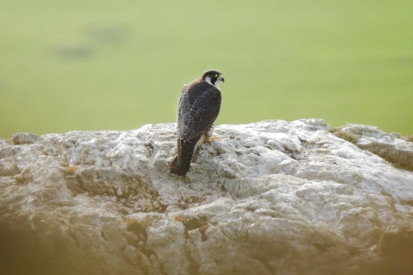 This Peregrine was probably my best find on Ynys Enlli. I had heard that the island housed a breeding pair but I never expected to see one within the short window I was there. I was out looking for Choughs when I noticed something dark sitting on its