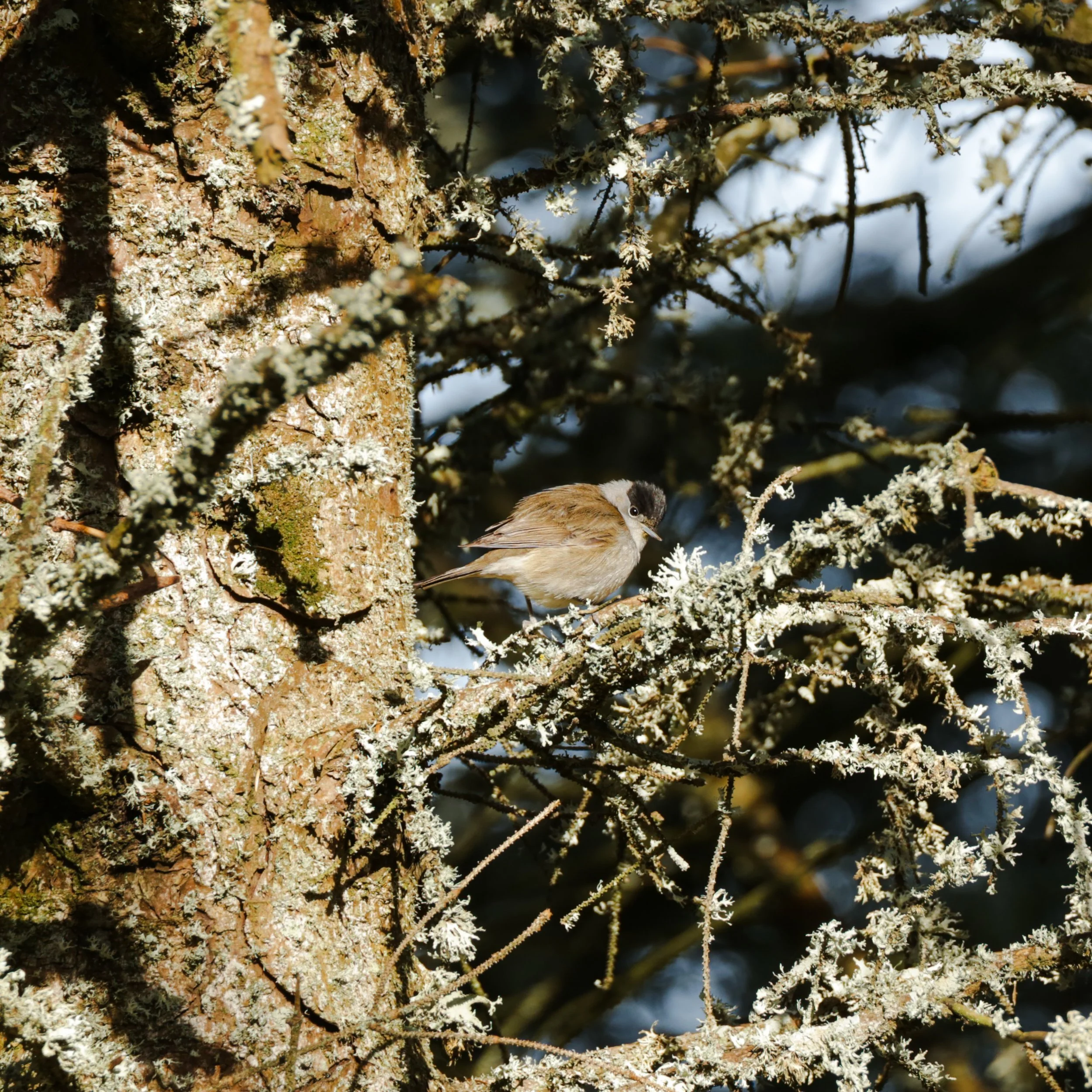 Ynys Enlli is home to an array of small bird species, such as these Eurasian Blackcaps. The male is the one with the famous black cap and the female has the brown cap. This was my first encounter with this species which was a pleasant experience. The