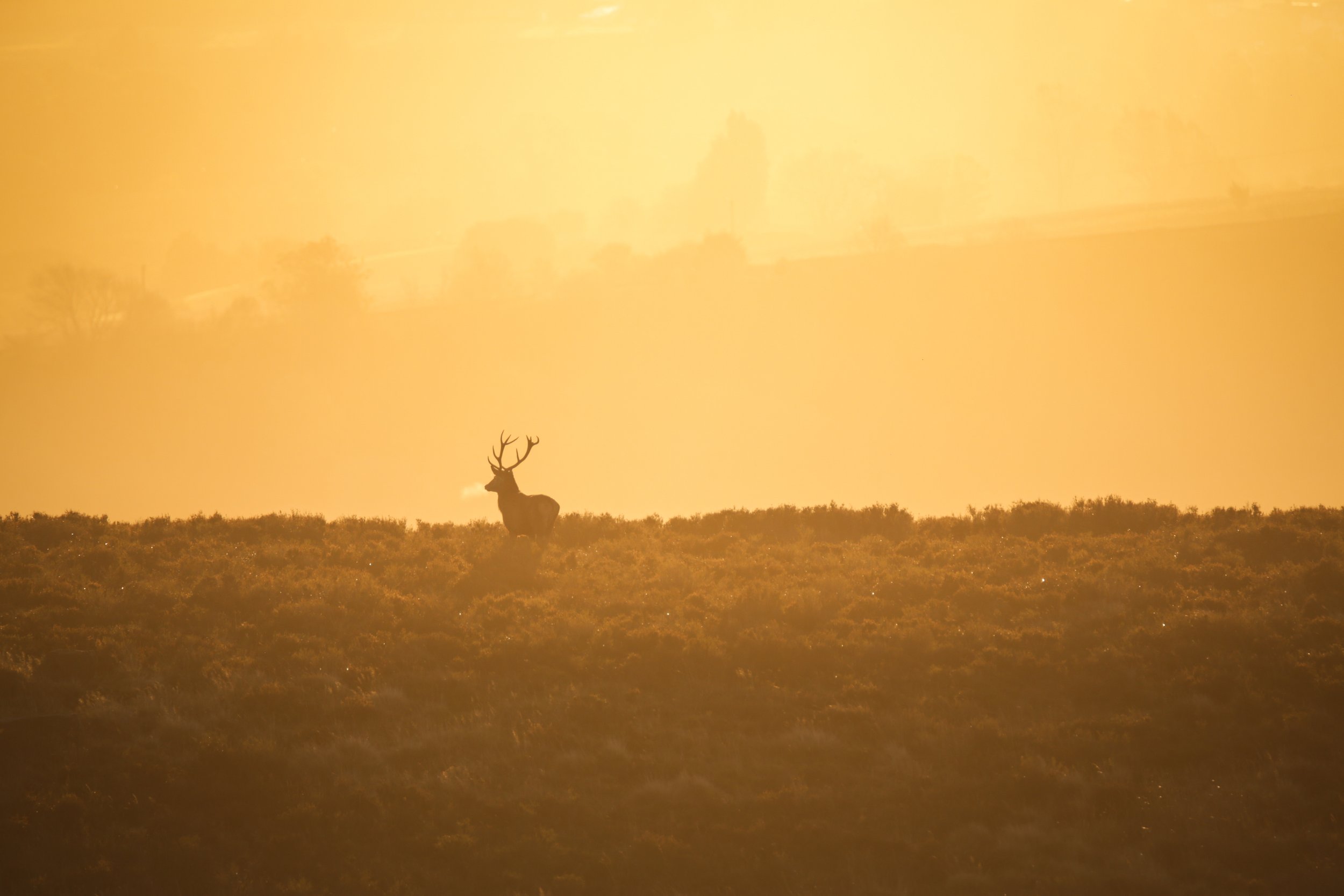 Deer standing on hillside at sunset or sunrise, silhouetted against a golden sky.