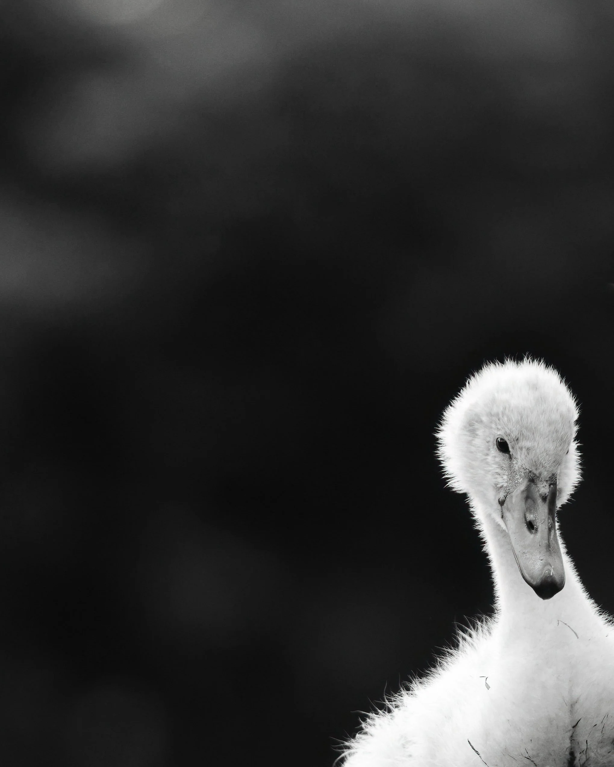Black and white photo of a young swan with a fluffy body and long neck against a dark background.