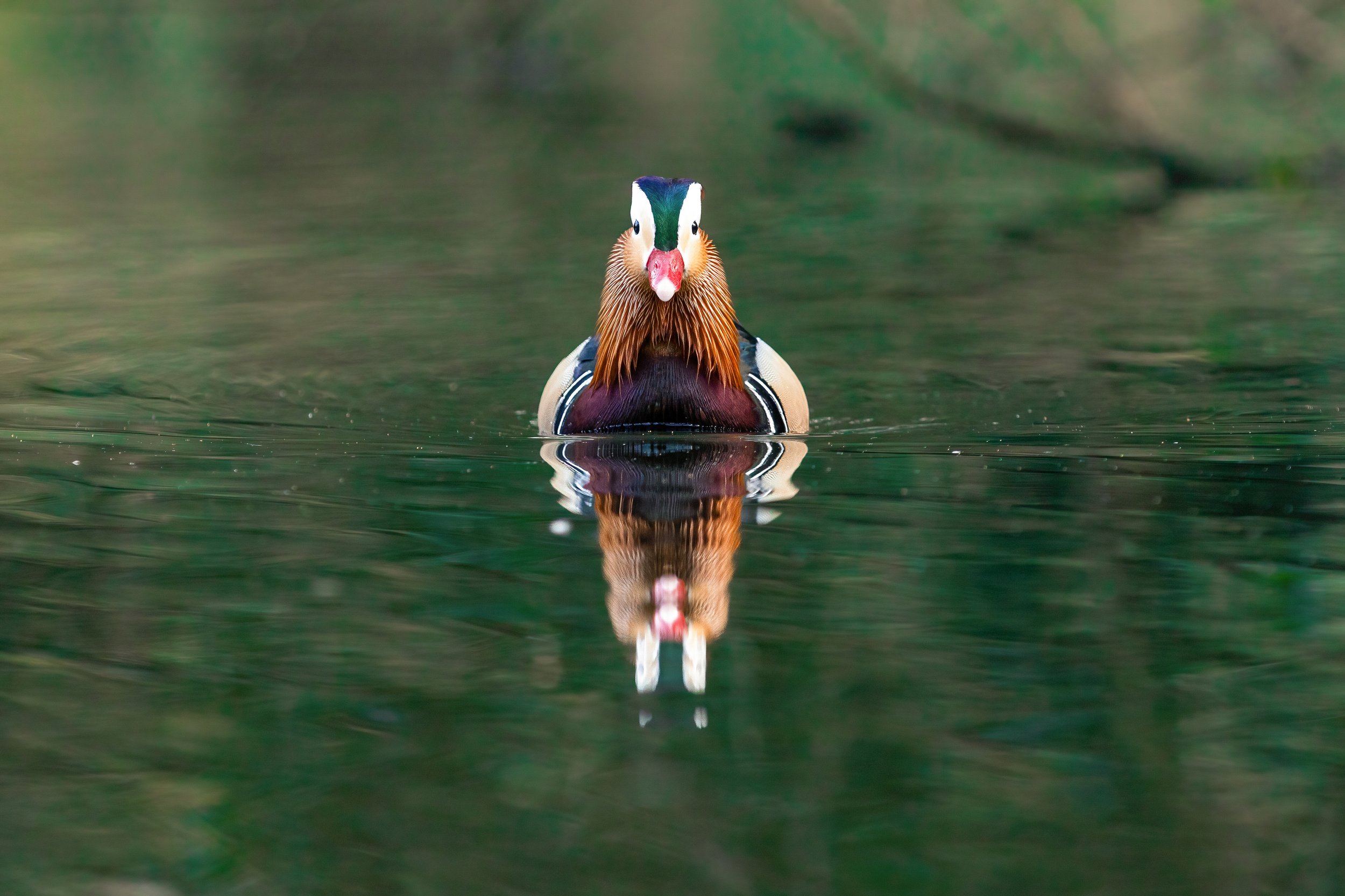 A colorful male Mandarin duck swimming in a calm body of water, with its reflection visible below.