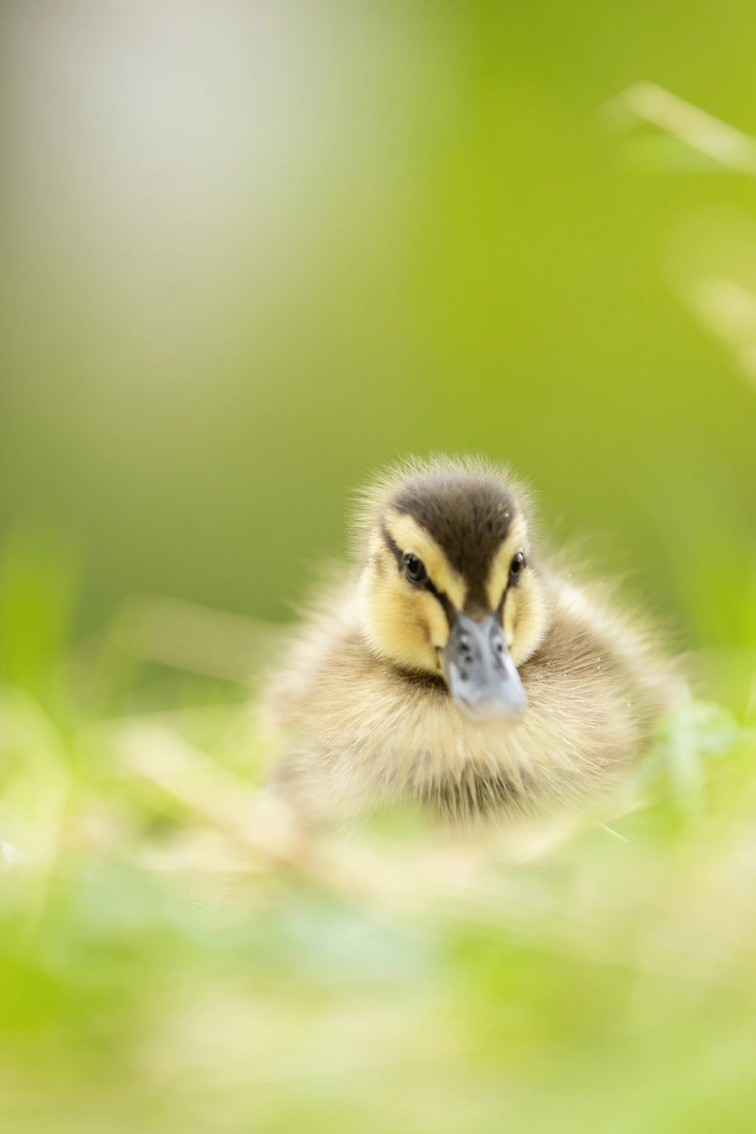 Close-up image of a duckling on green grass with a blurred green background.