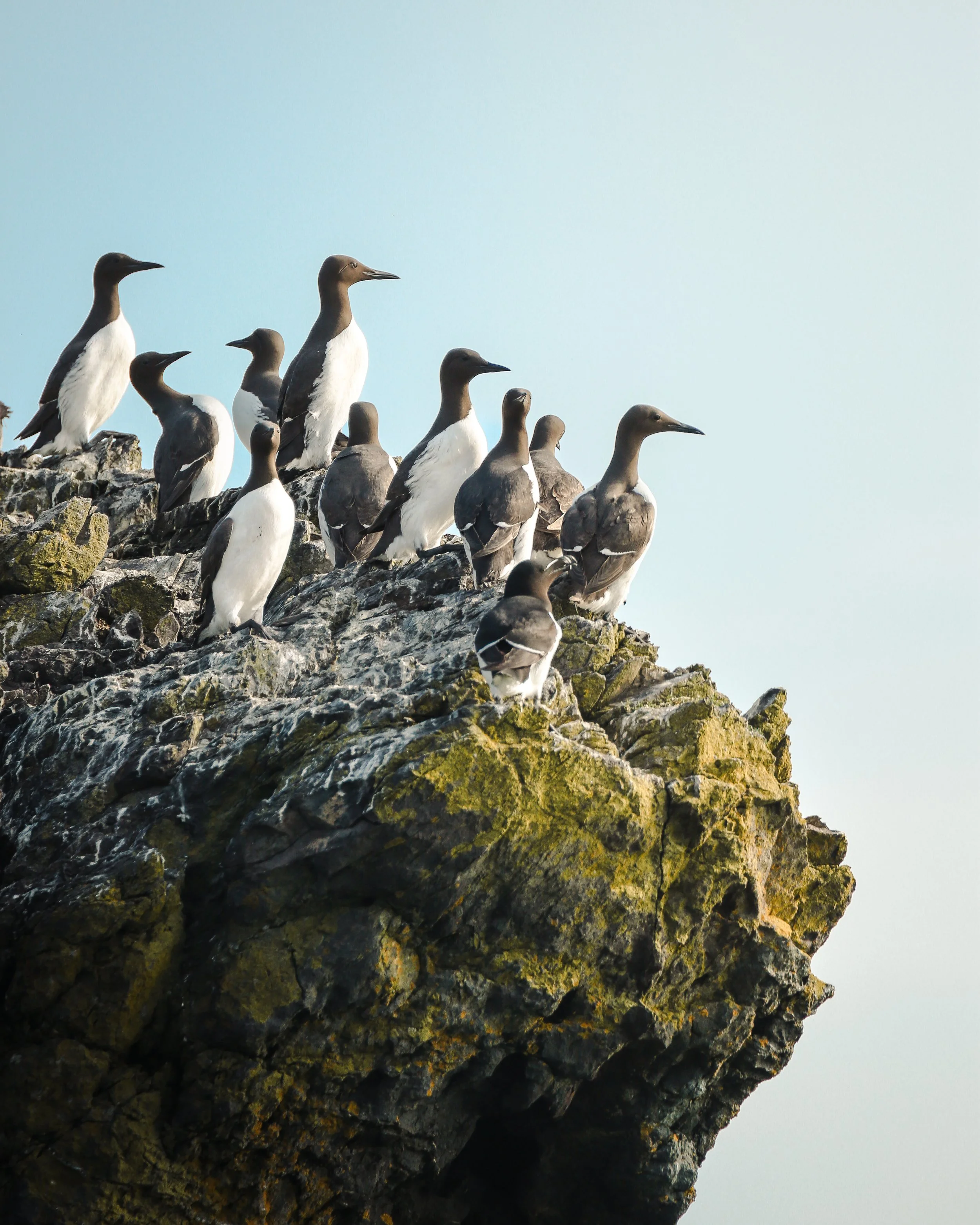 Seagulls perched on a rocky cliff