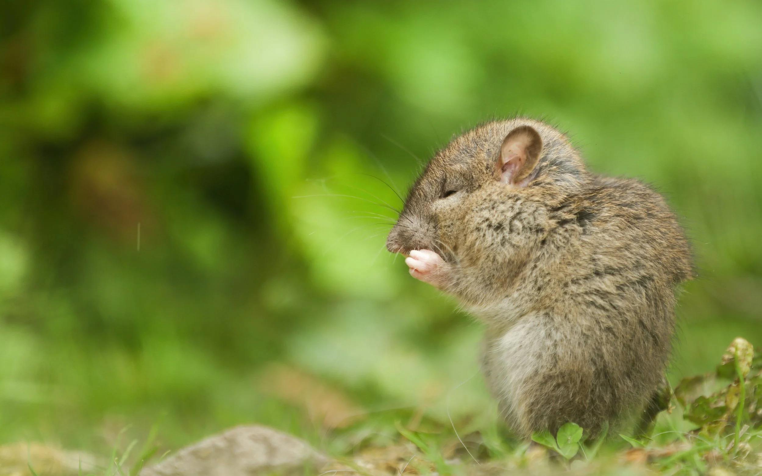 Close-up of a small mouse with brown and gray fur, sitting on grass, holding and eating a piece of food, with a blurred green background.
