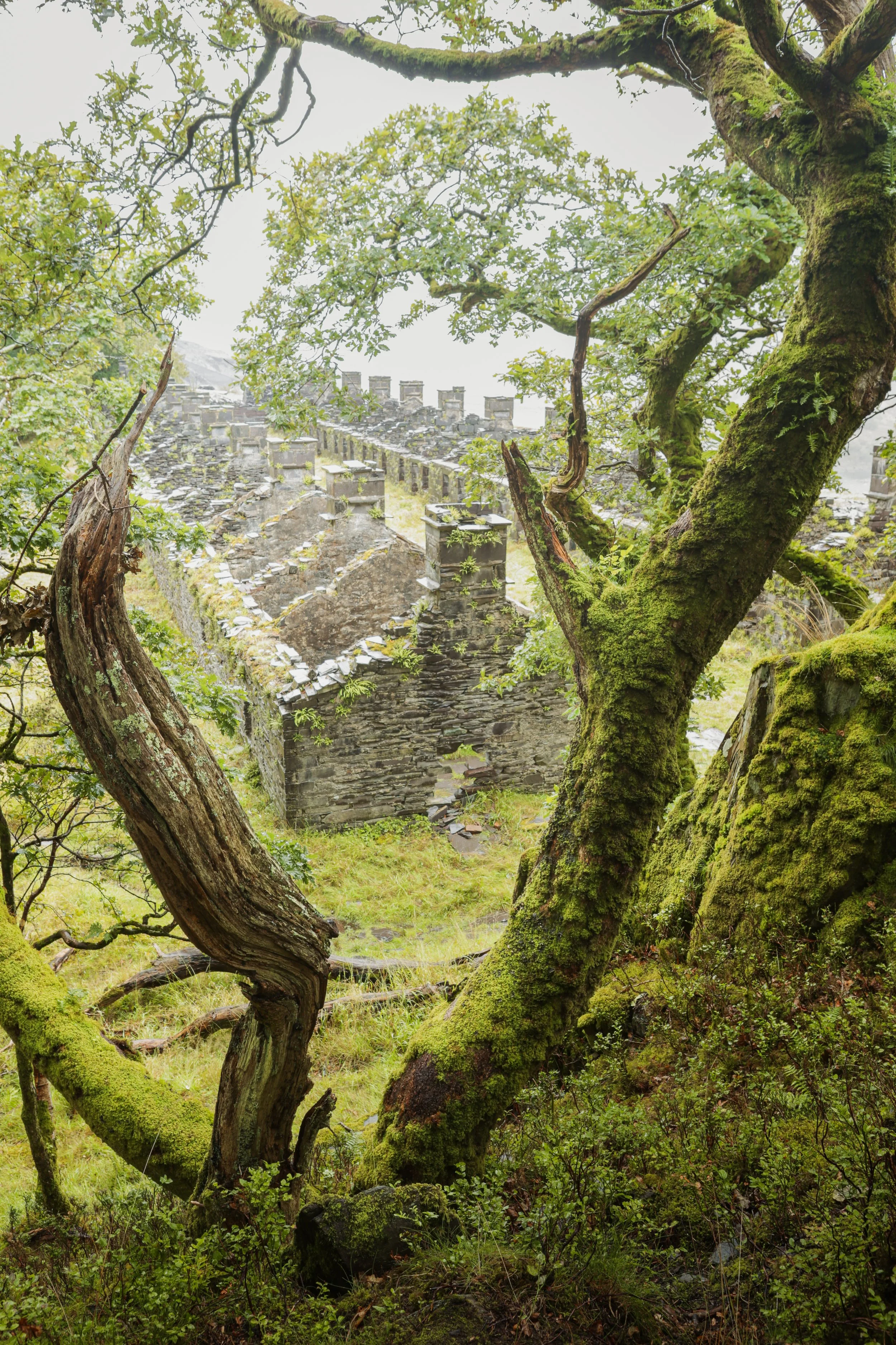 A wooded landscape with moss-covered trees frames an old stone building with a sloped roof, surrounded by moss and greenery, on a foggy day.