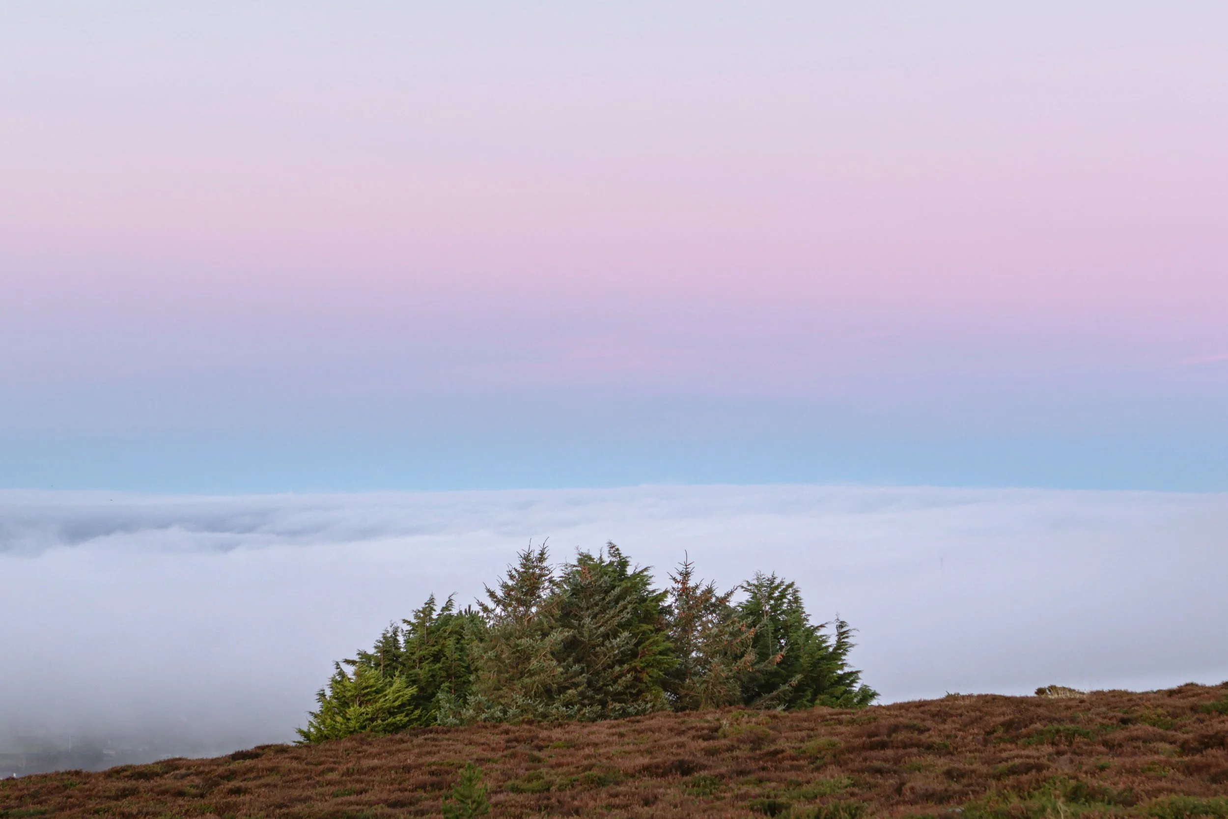 A hill covered with purple and green shrubbery, with a cluster of green pine trees and a pastel pink and blue sky above.