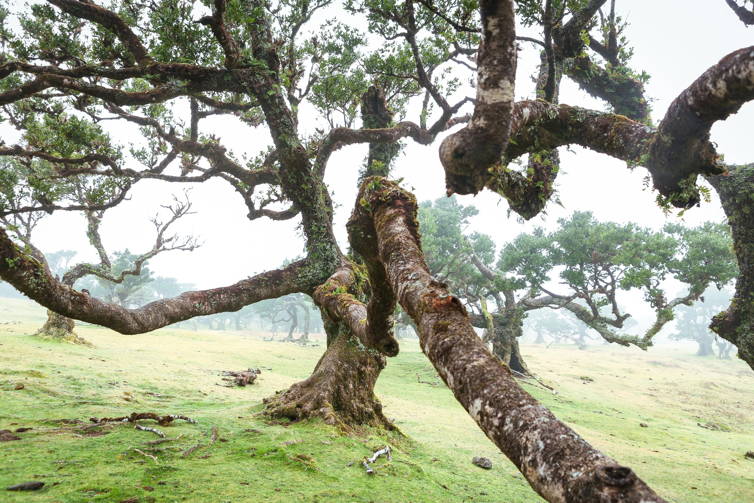 Lush green field with twisted, moss-covered trees under a foggy sky.
