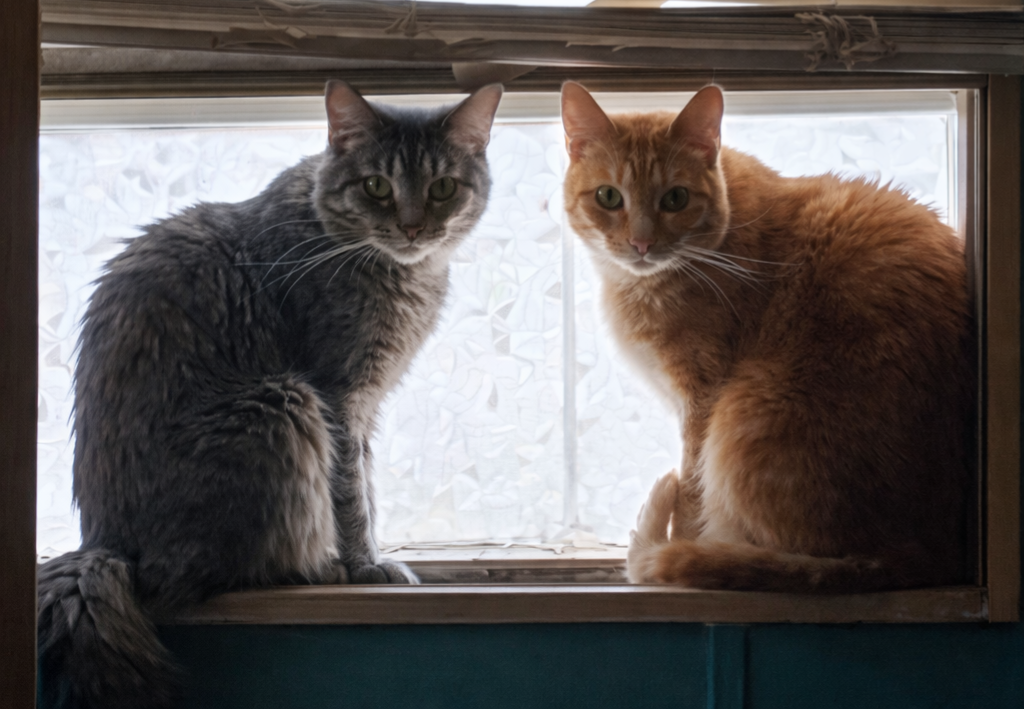 Two cats sitting on a windowsill, looking outside. One gray and black tabby cat with green eyes on the left, and one orange tabby cat with yellow eyes on the right.