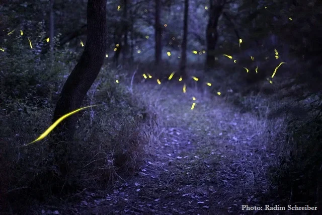 A dark forest path illuminated by fireflies at night.