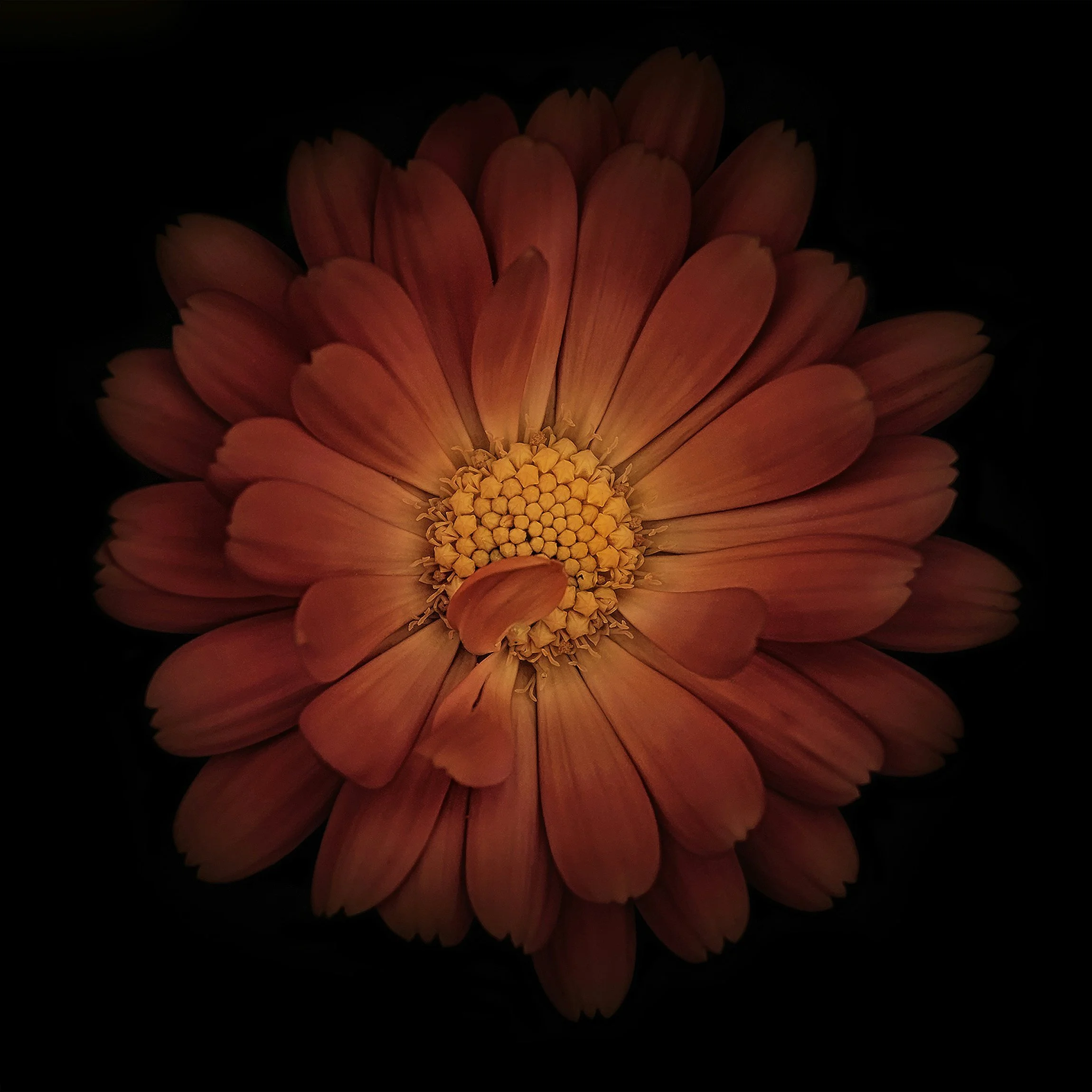 Reproductive Trauma and Identity: Navigating Infertility, Loss, and Transition