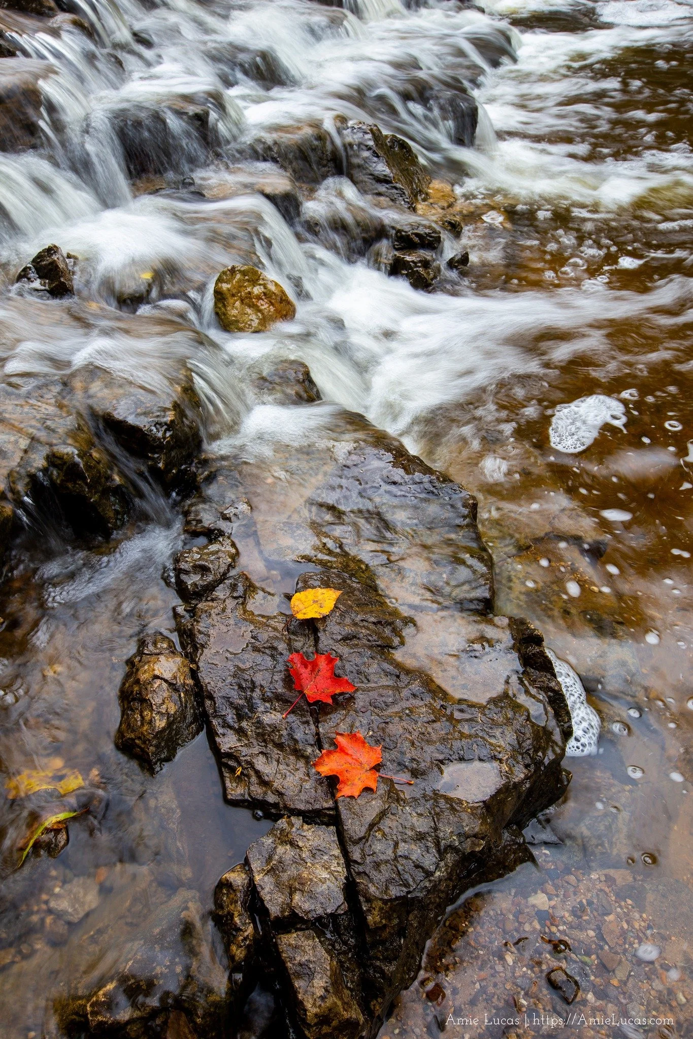 Water rushes over rocks with 3 colored leaves