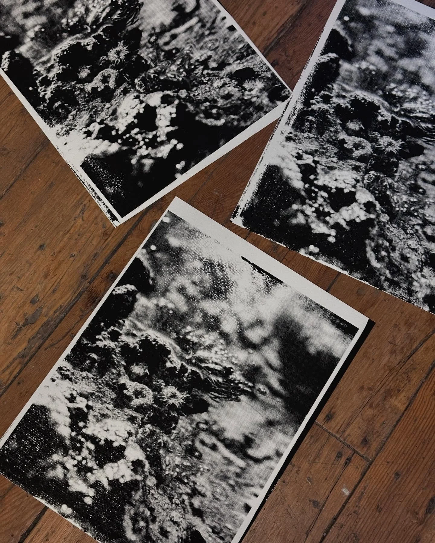 The trash pile... can't keep them strait 🤪