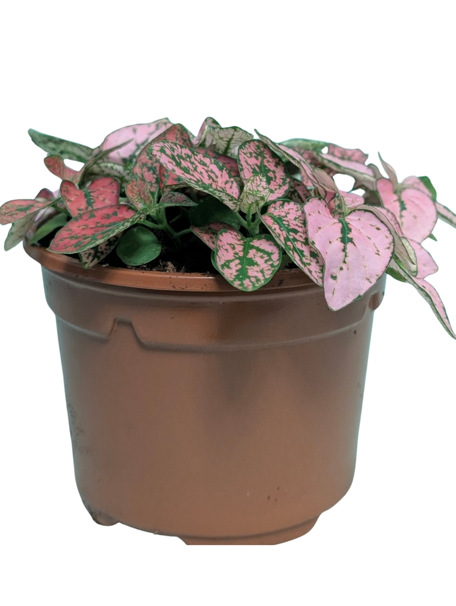 Polka2.png