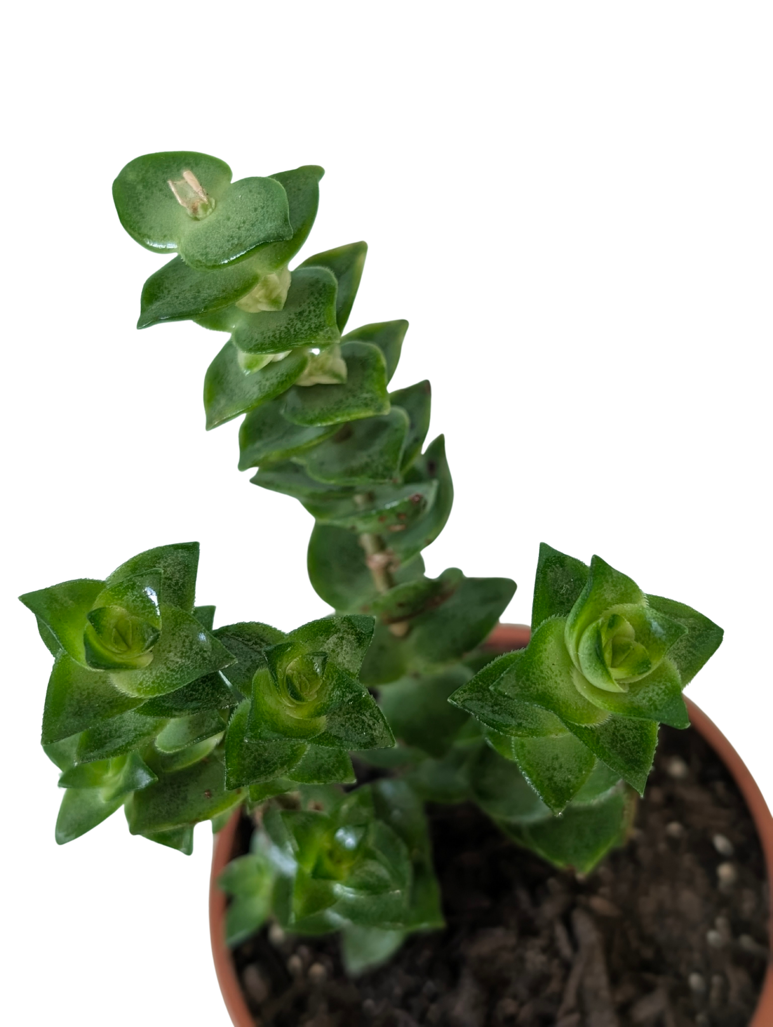 String of Buttons 'Variegata'