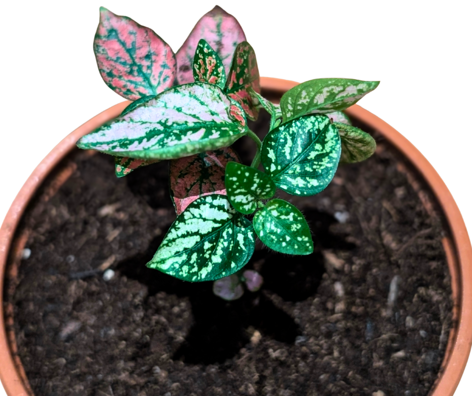 Polka Dot Plant