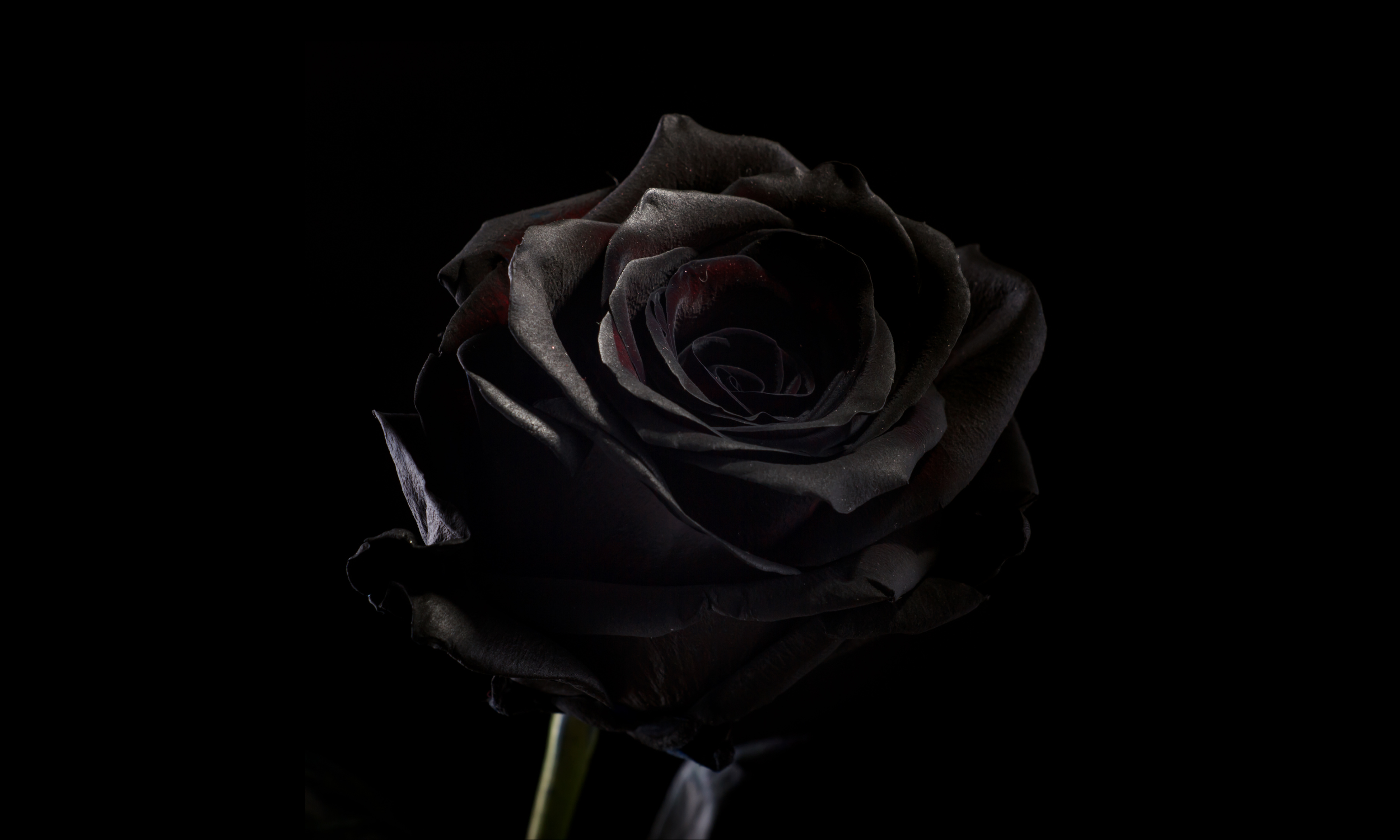 black rose darkwomb .png