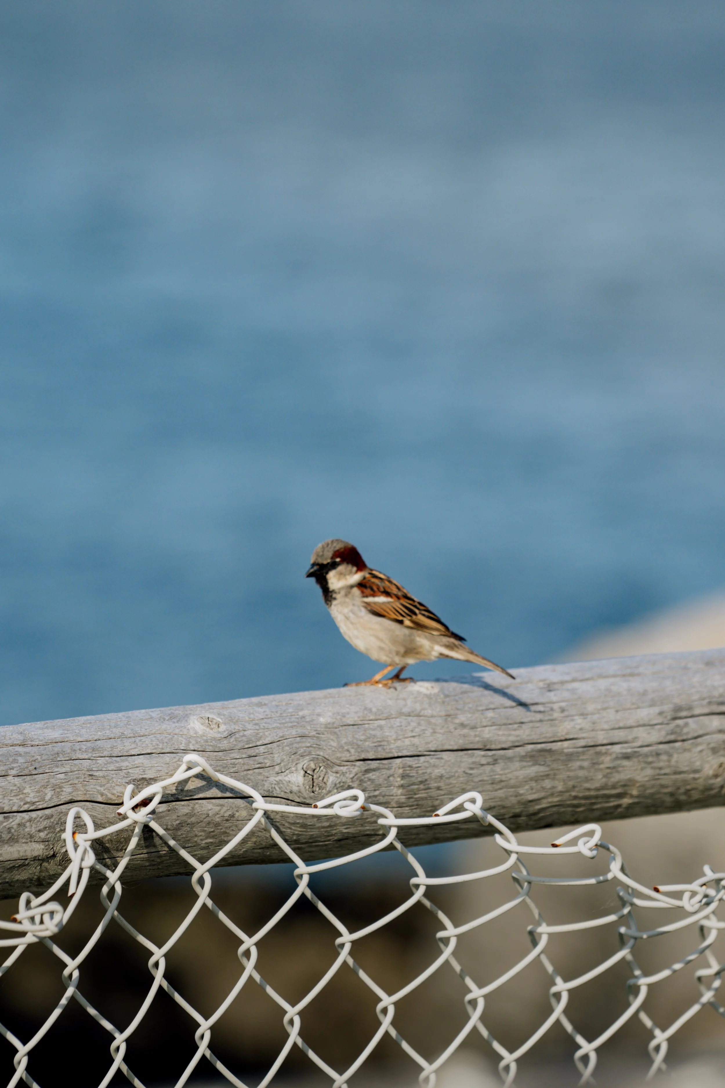 New England, June 2025