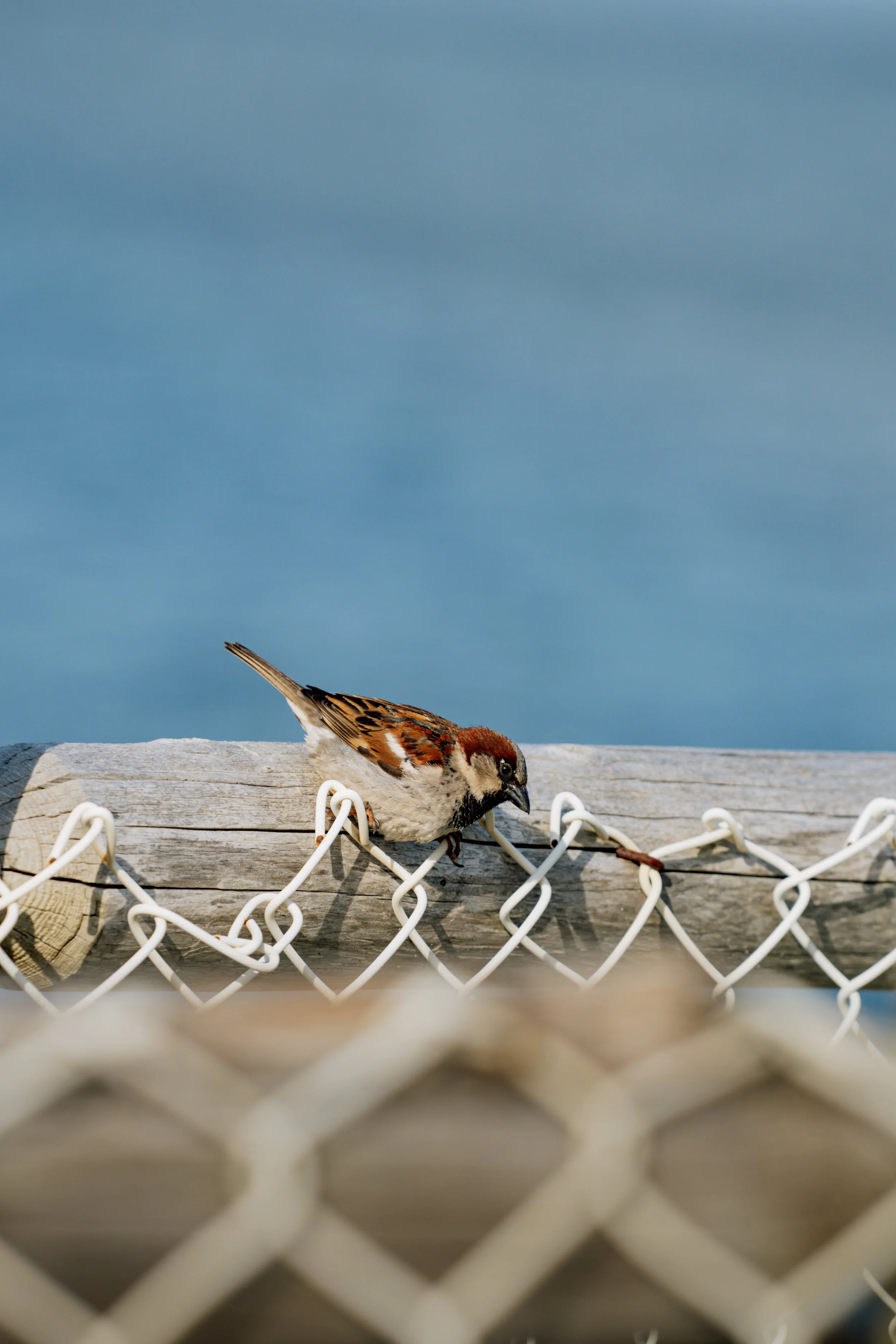 New England, June 2025