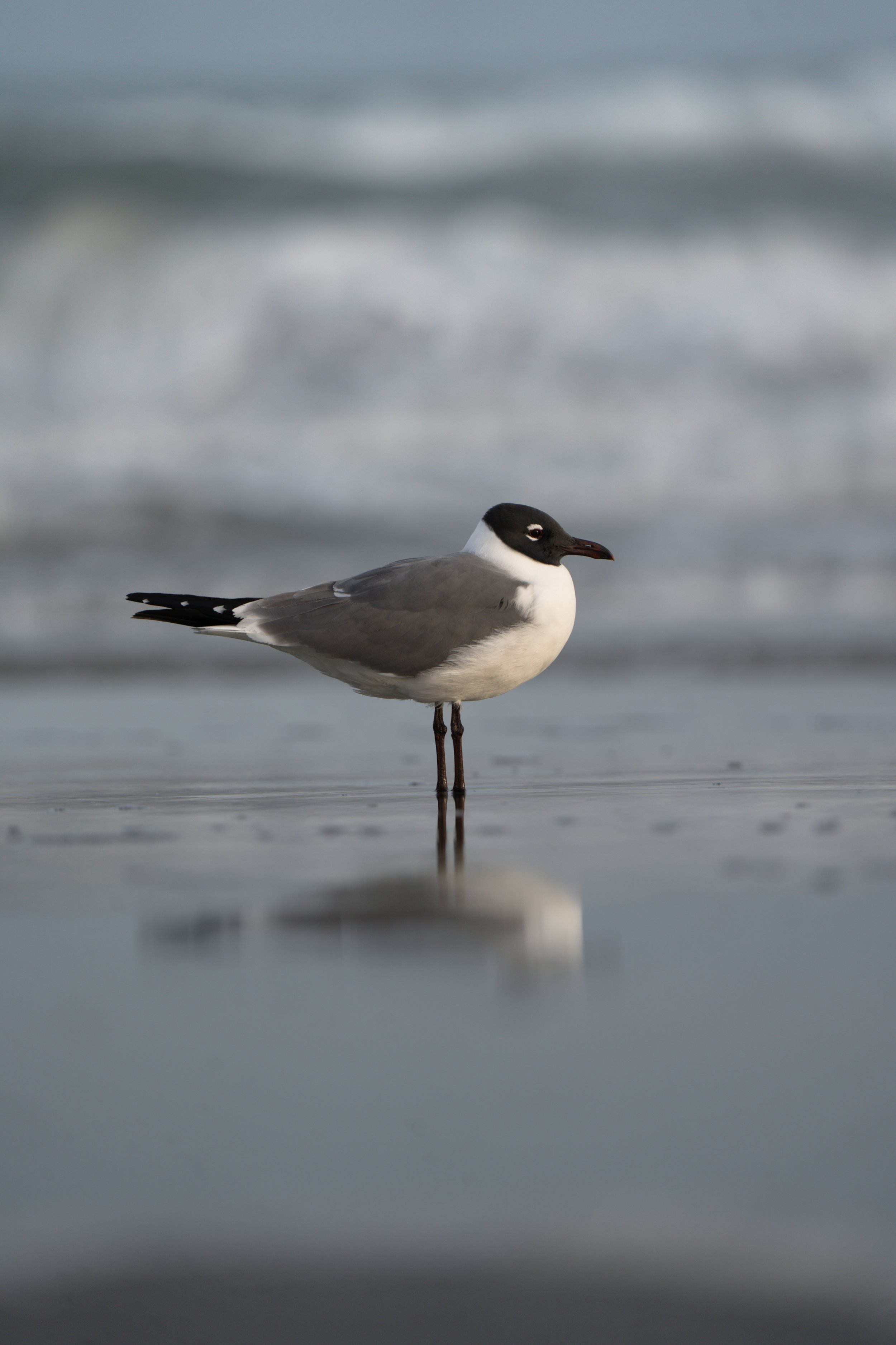 Charleston SC, March 2026