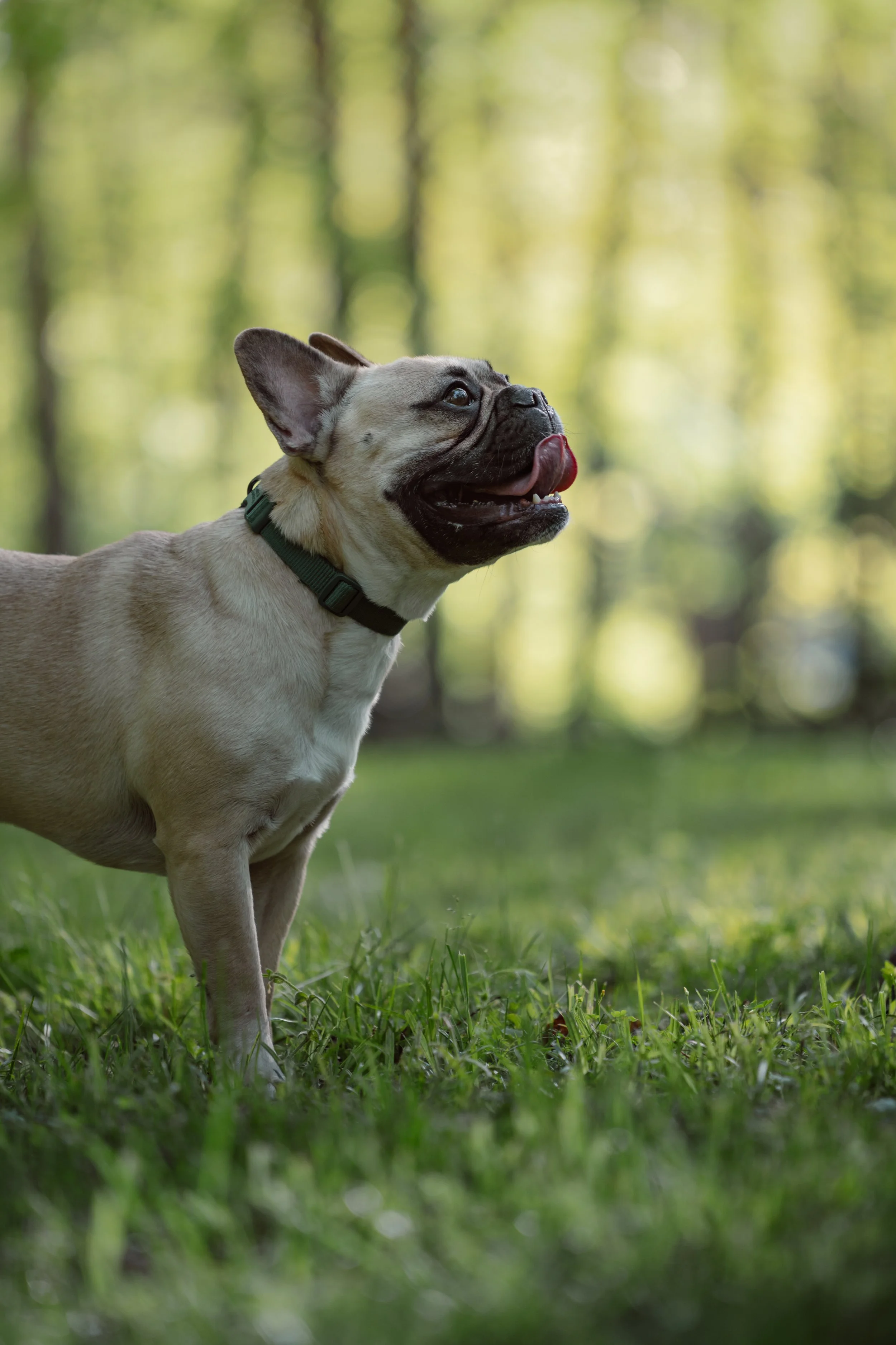 Mountain Brook Alabama, April 2025