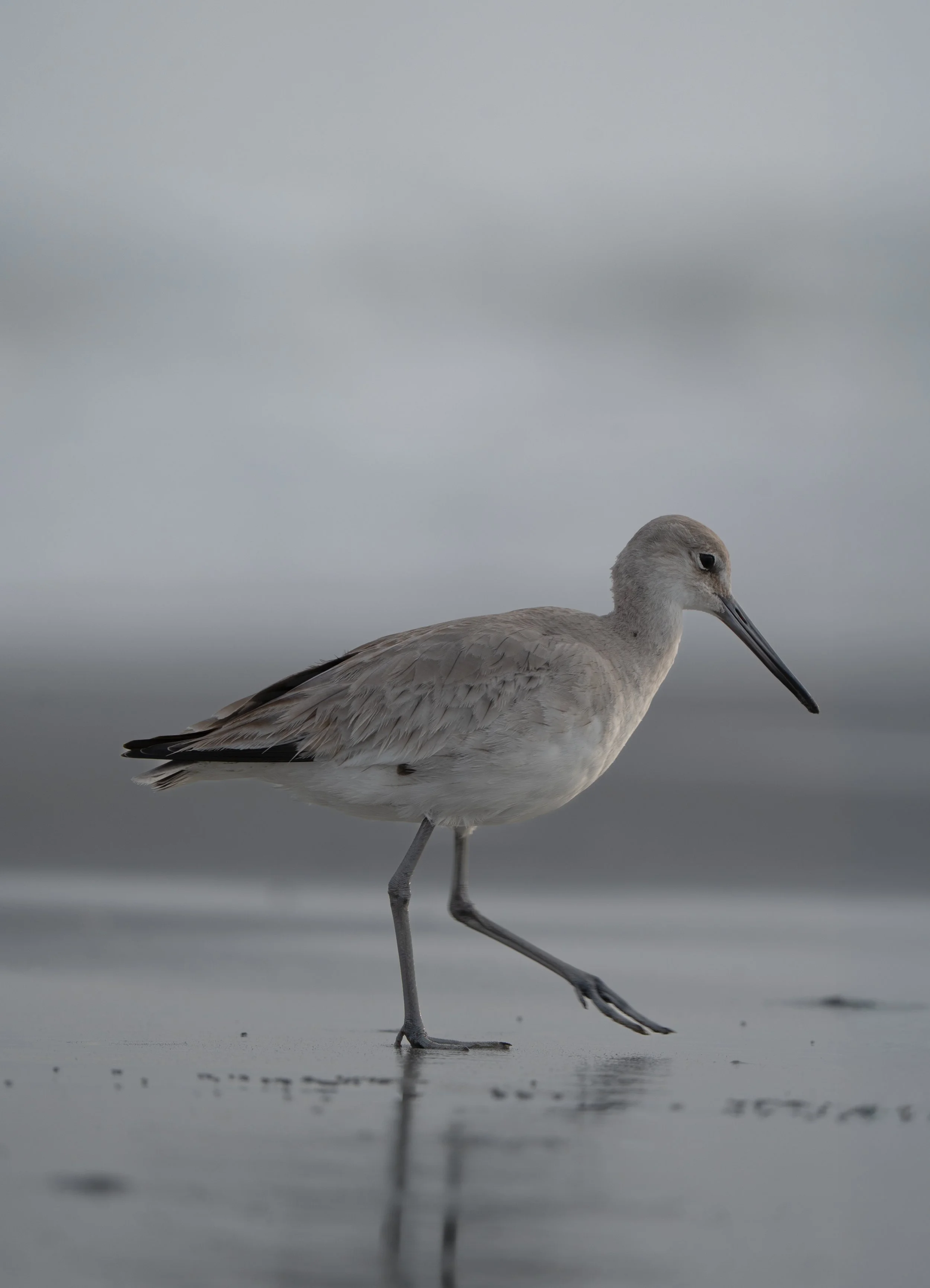 Charleston SC, March 2026