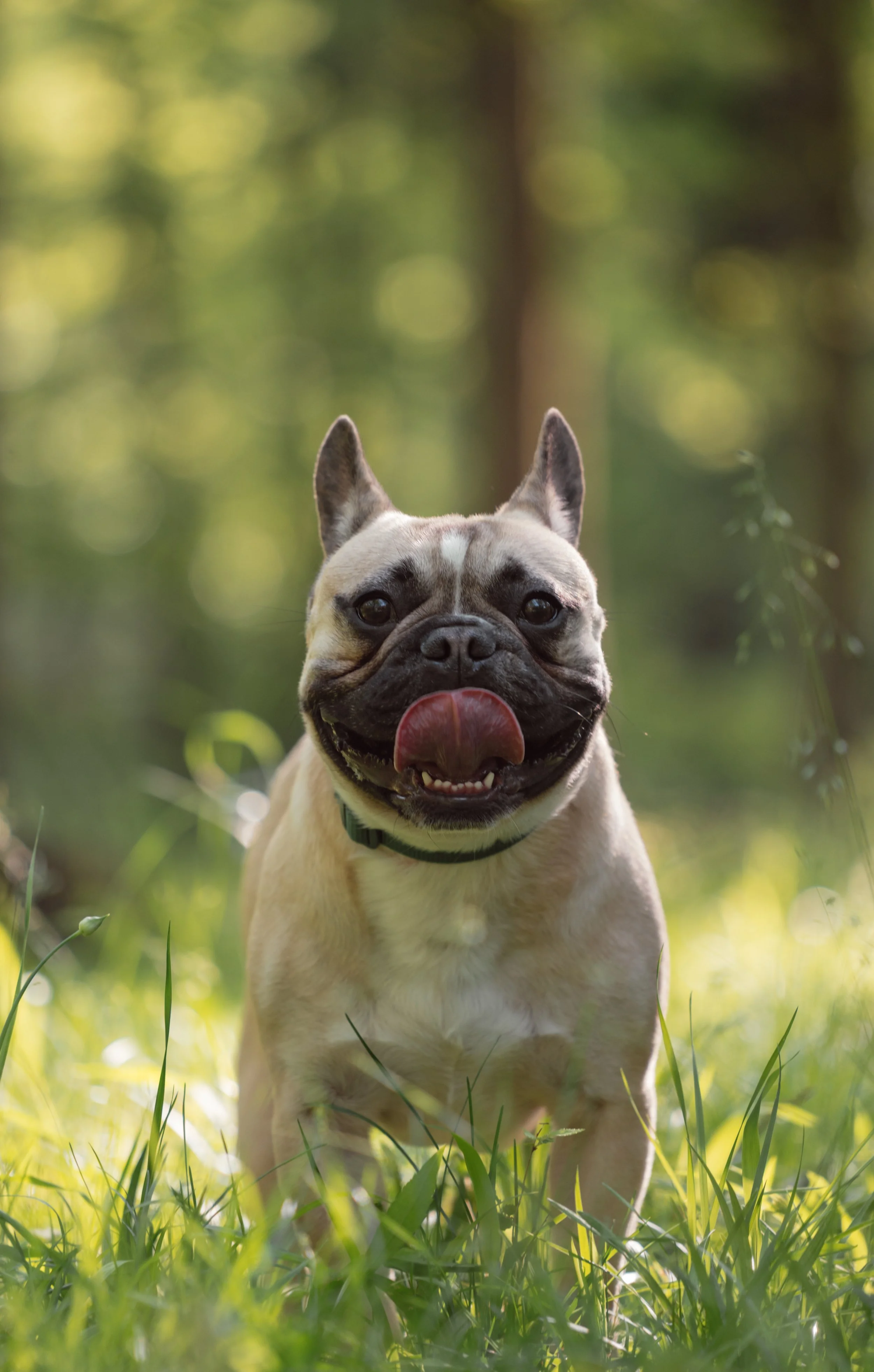 Mountain Brook Alabama, April 2025