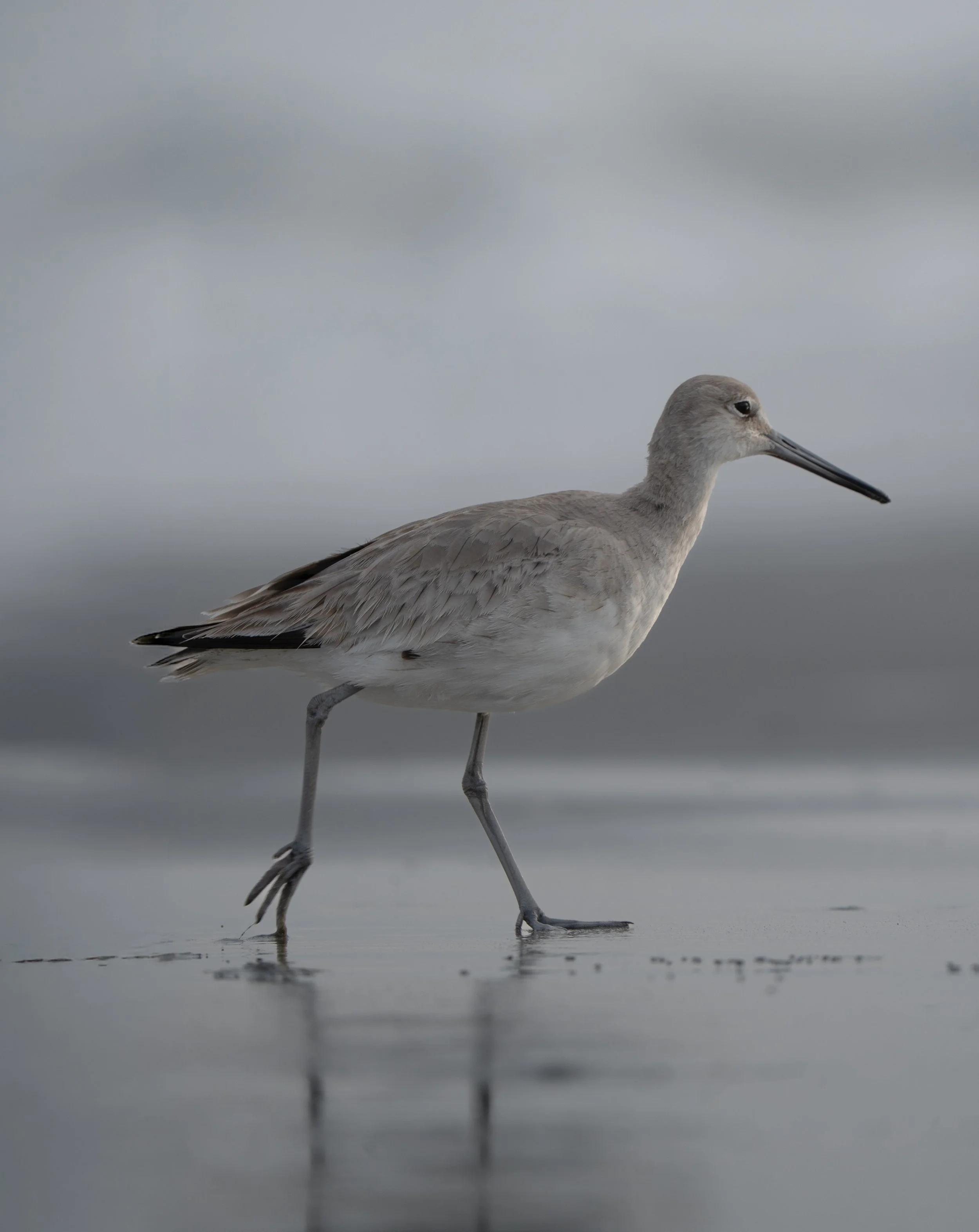 Charleston SC, March 2026