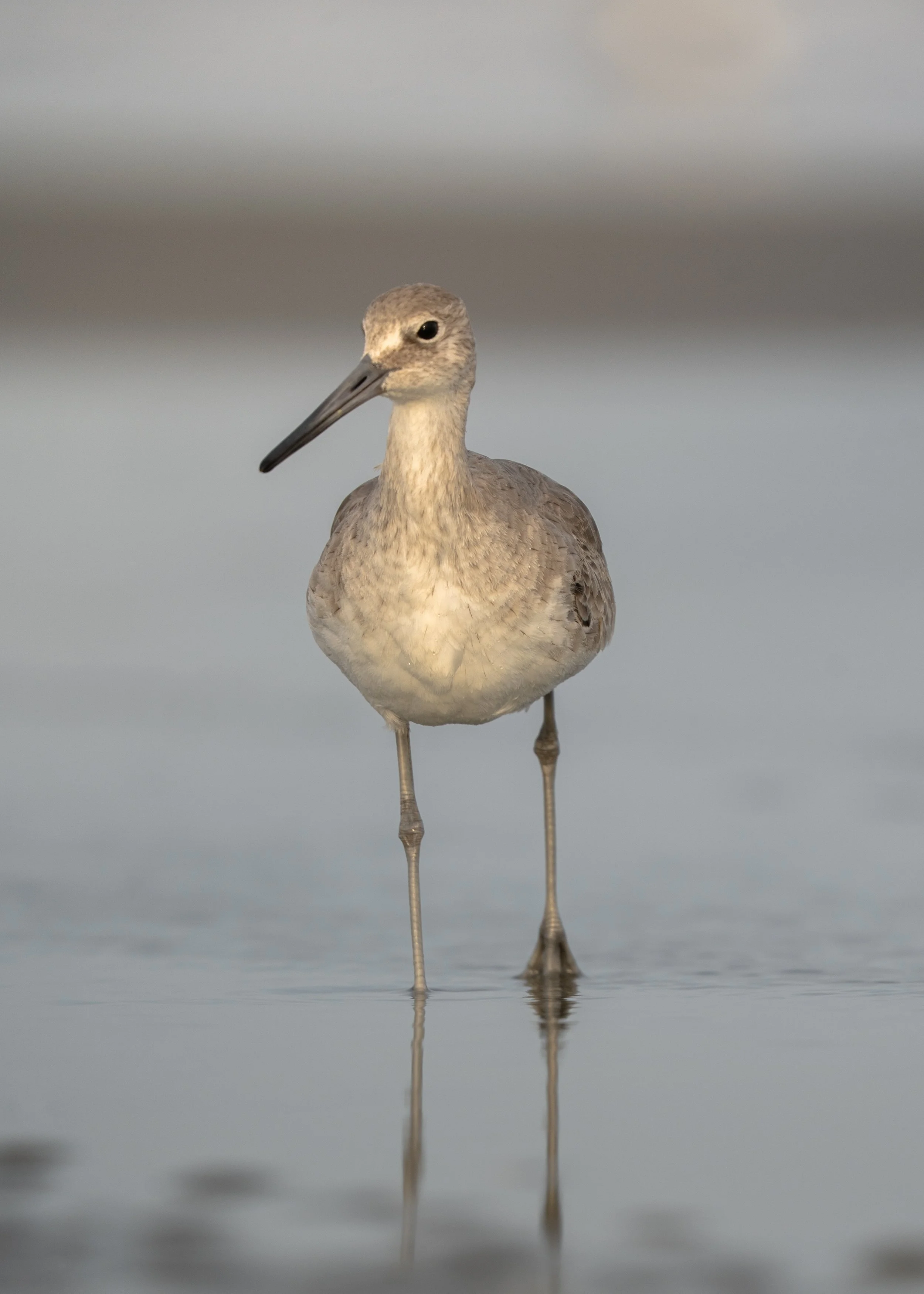 Charleston SC, March 2026