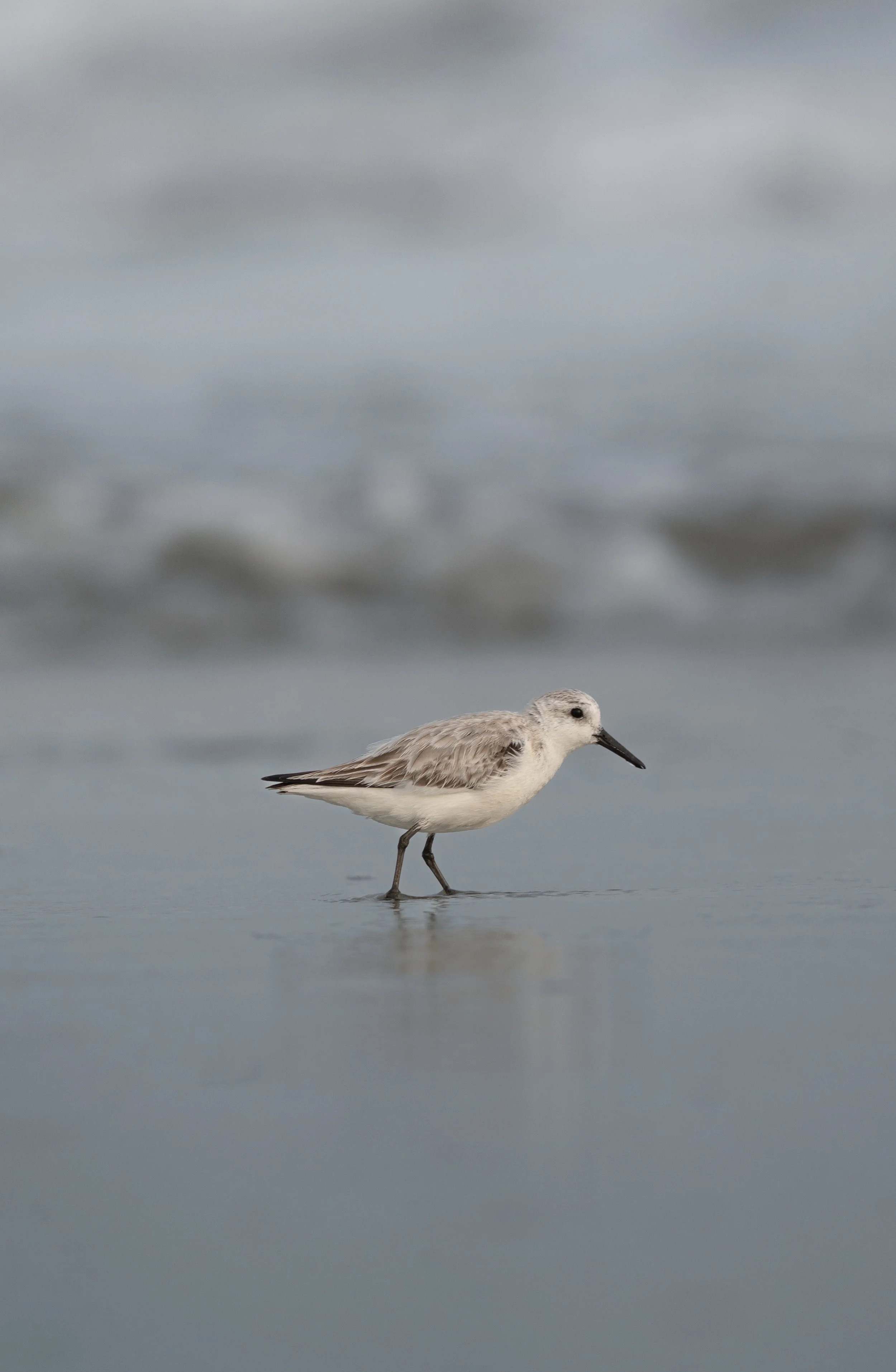 Charleston SC, March 2026