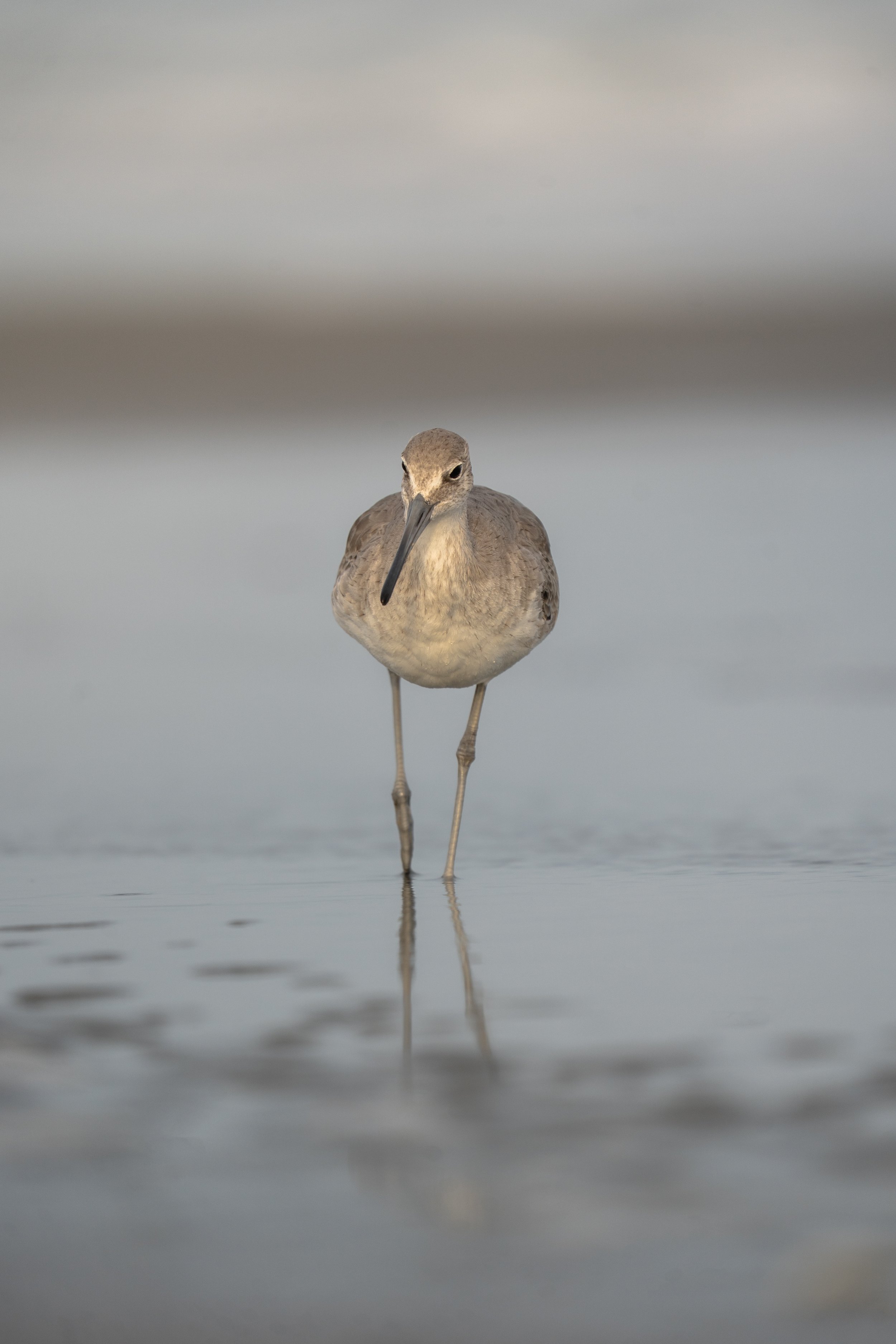 Charleston SC, March 2026