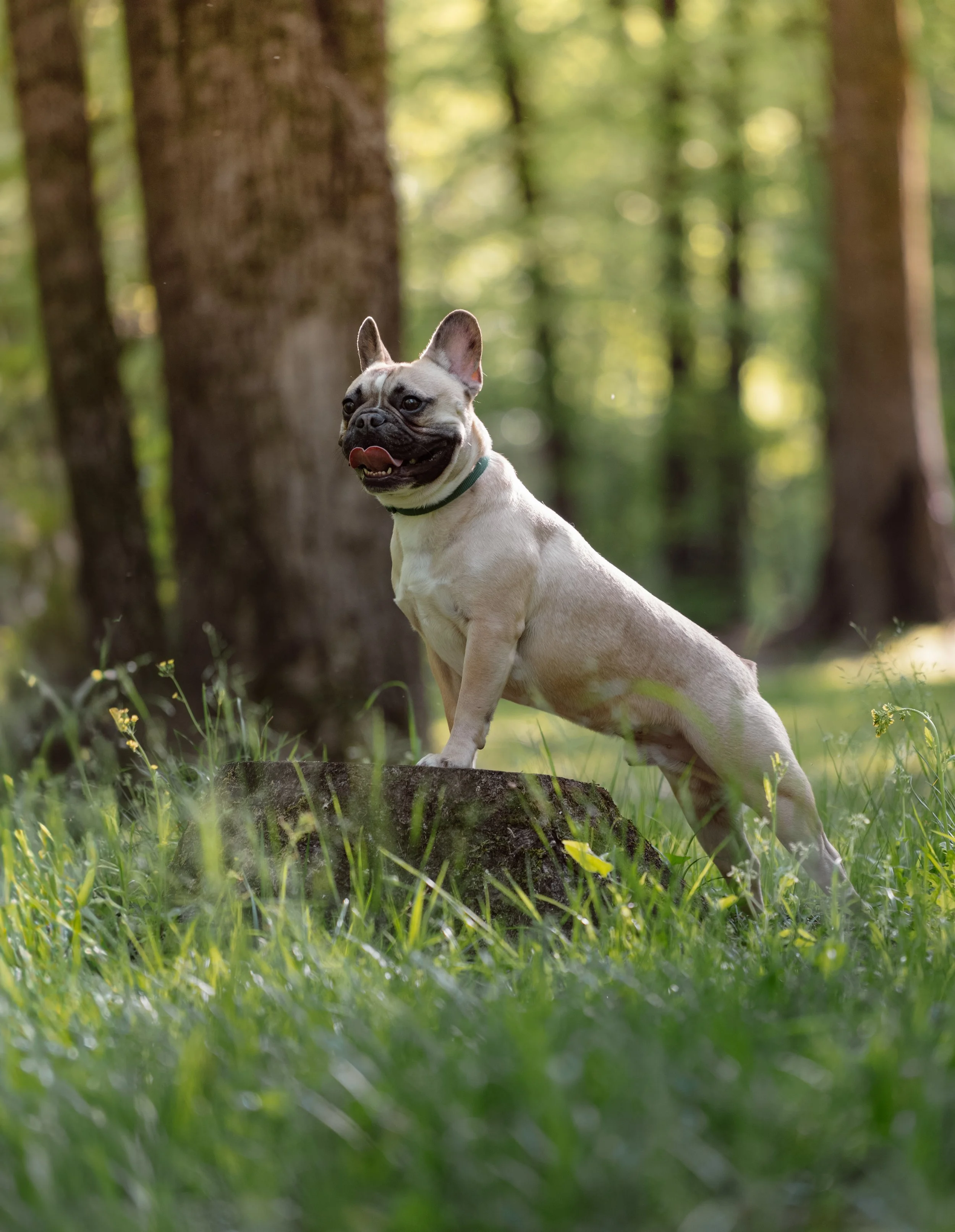 Mountain Brook Alabama, April 2025