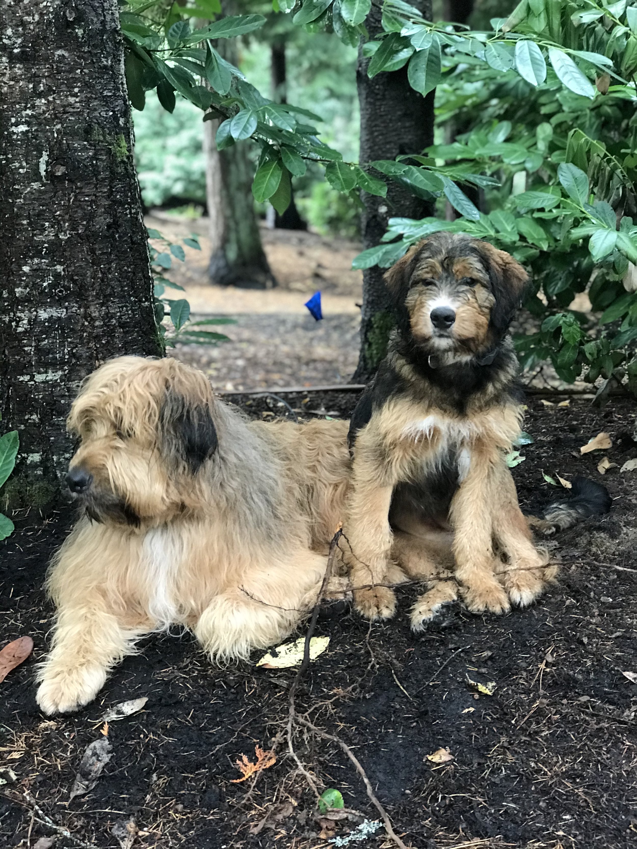 Harrison's dogs enjoying the calm outdoors.
