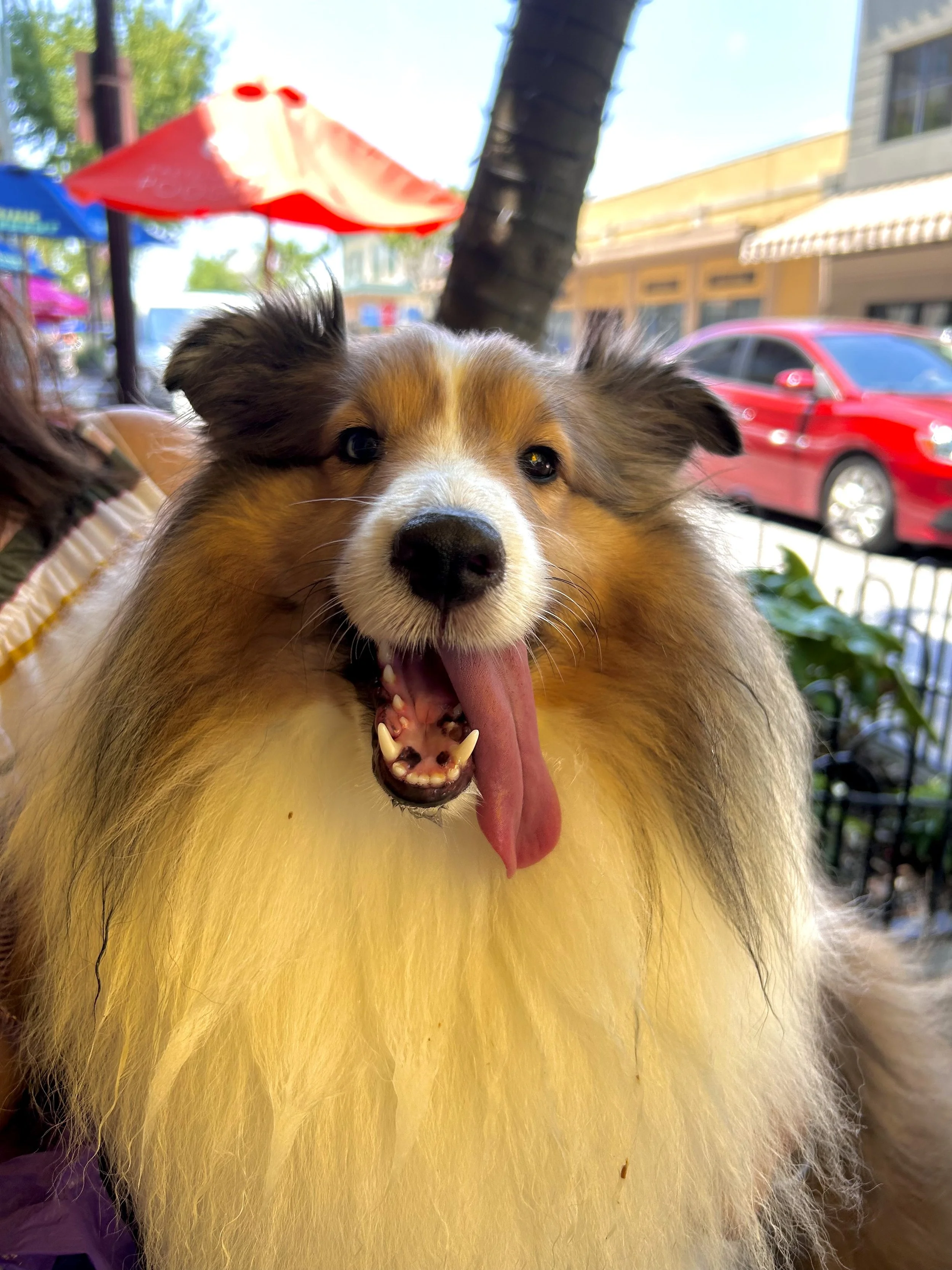 A happy dog with a brown, white, and black coat, sticking out its tongue, sitting outdoors on a sunny day with umbrellas, a tree, a red car, and buildings in the background.