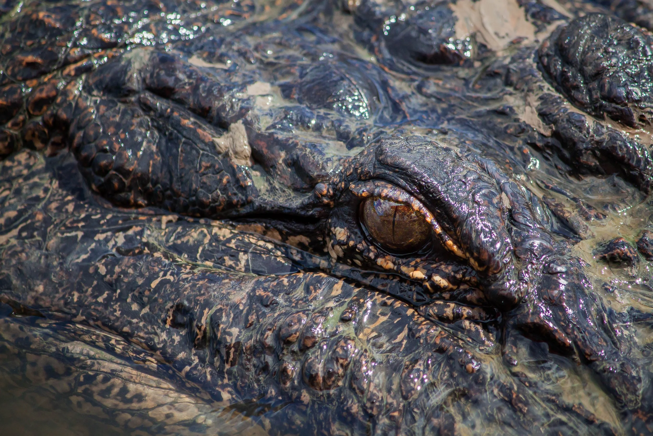 Close-up of a crocodile's head and rough scales, partially submerged in water.