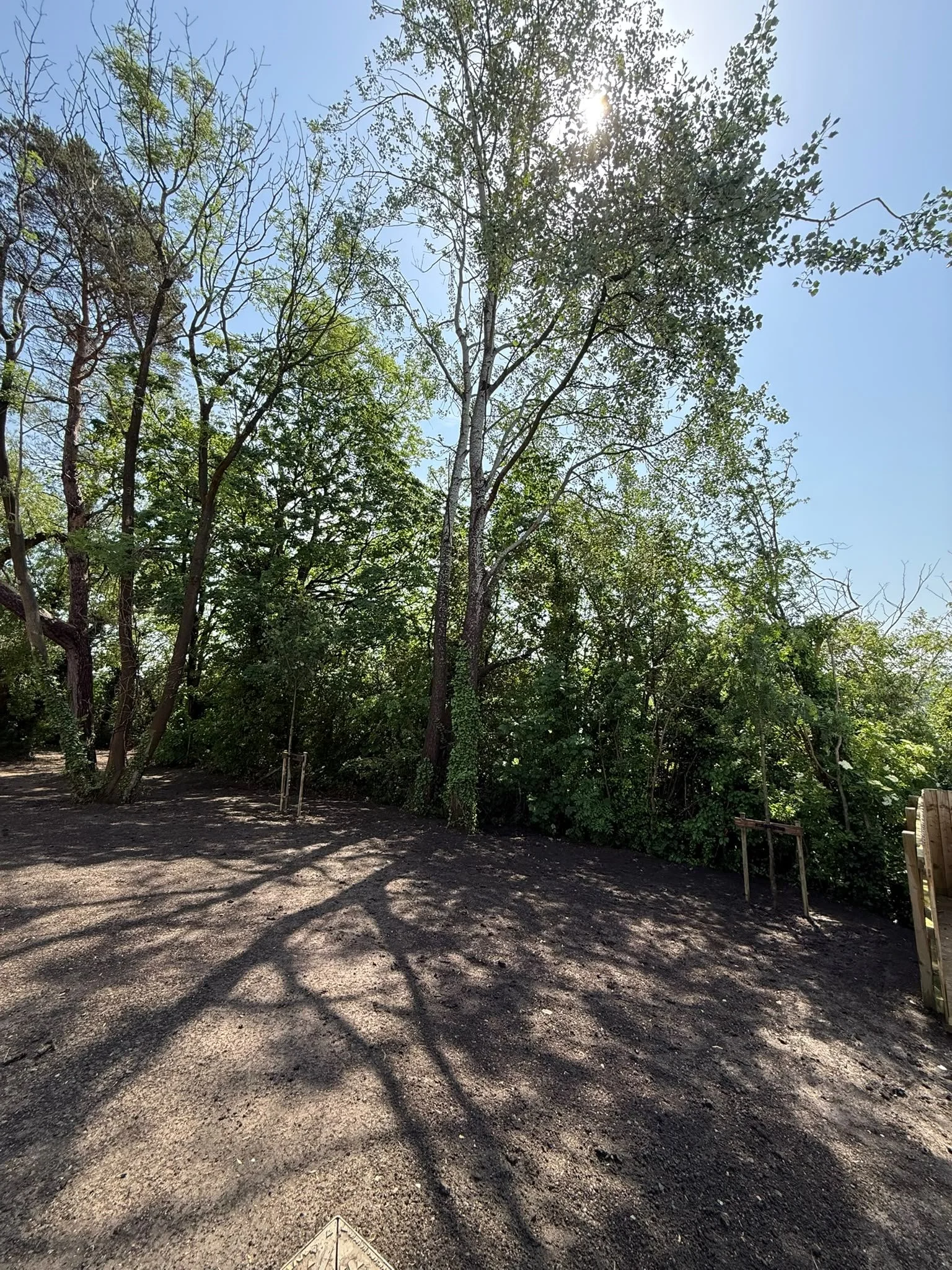 Prepared habitat area with retained trees and supported young planting