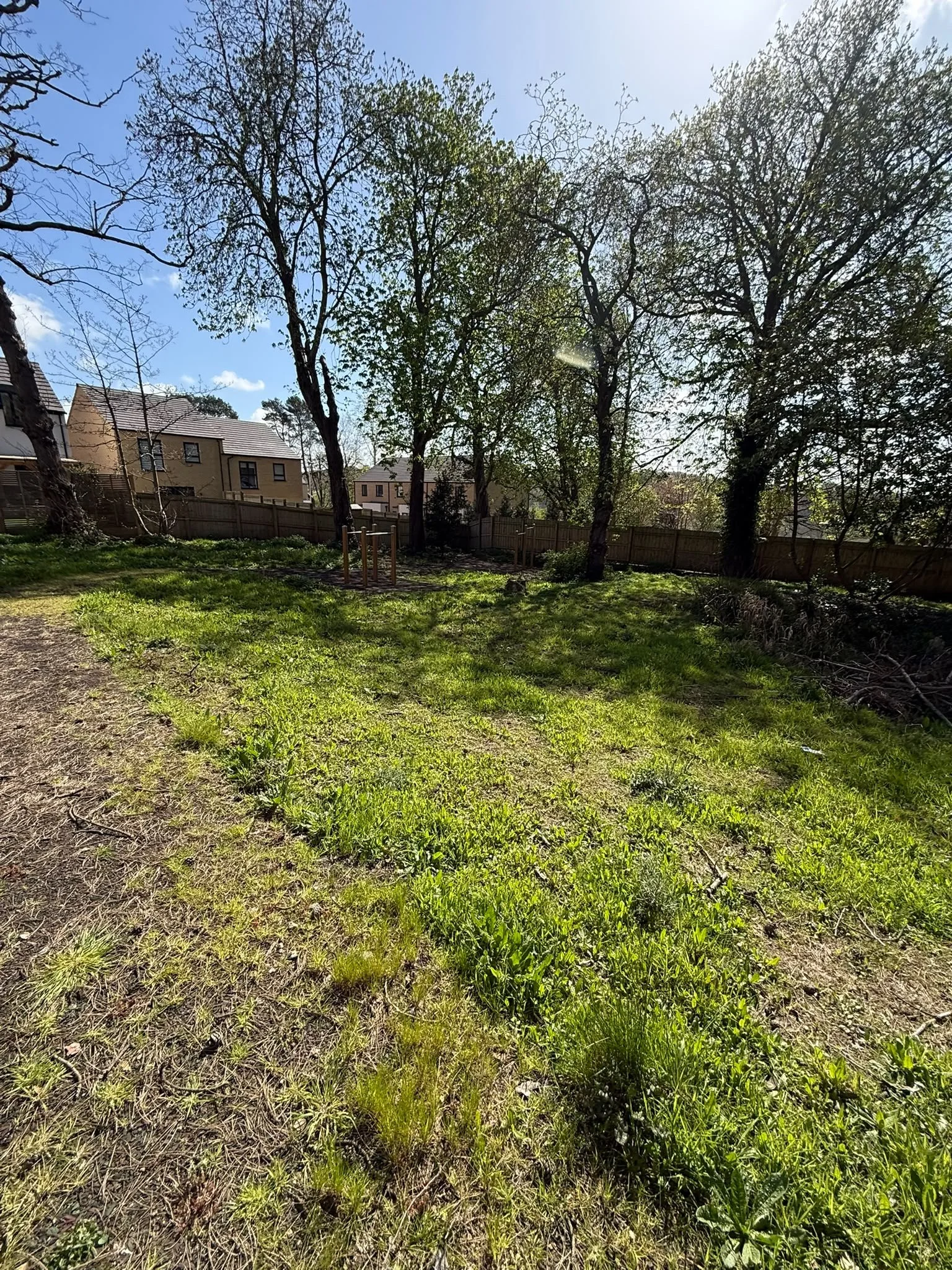 Establishing grass and a supported young tree beneath mature trees