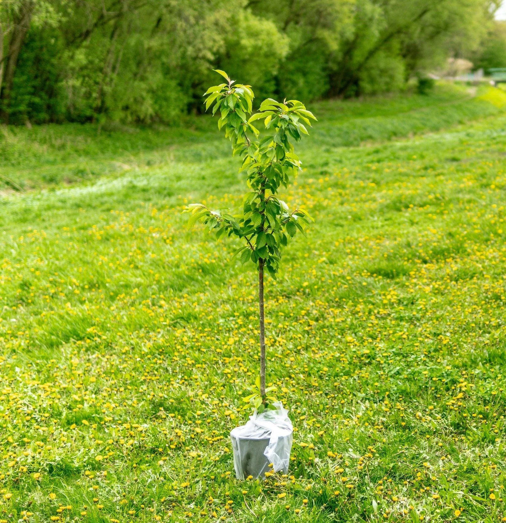 Young tree ready for planting in a grassy habitat area