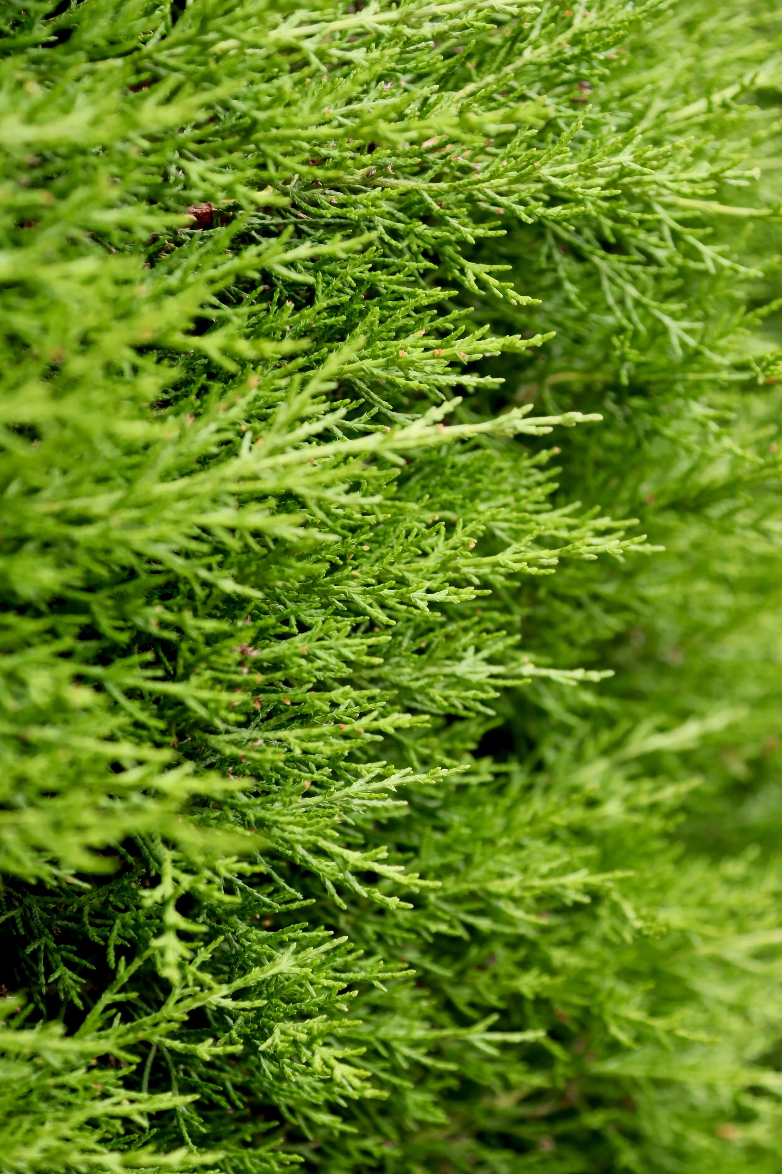 Dense evergreen hedging