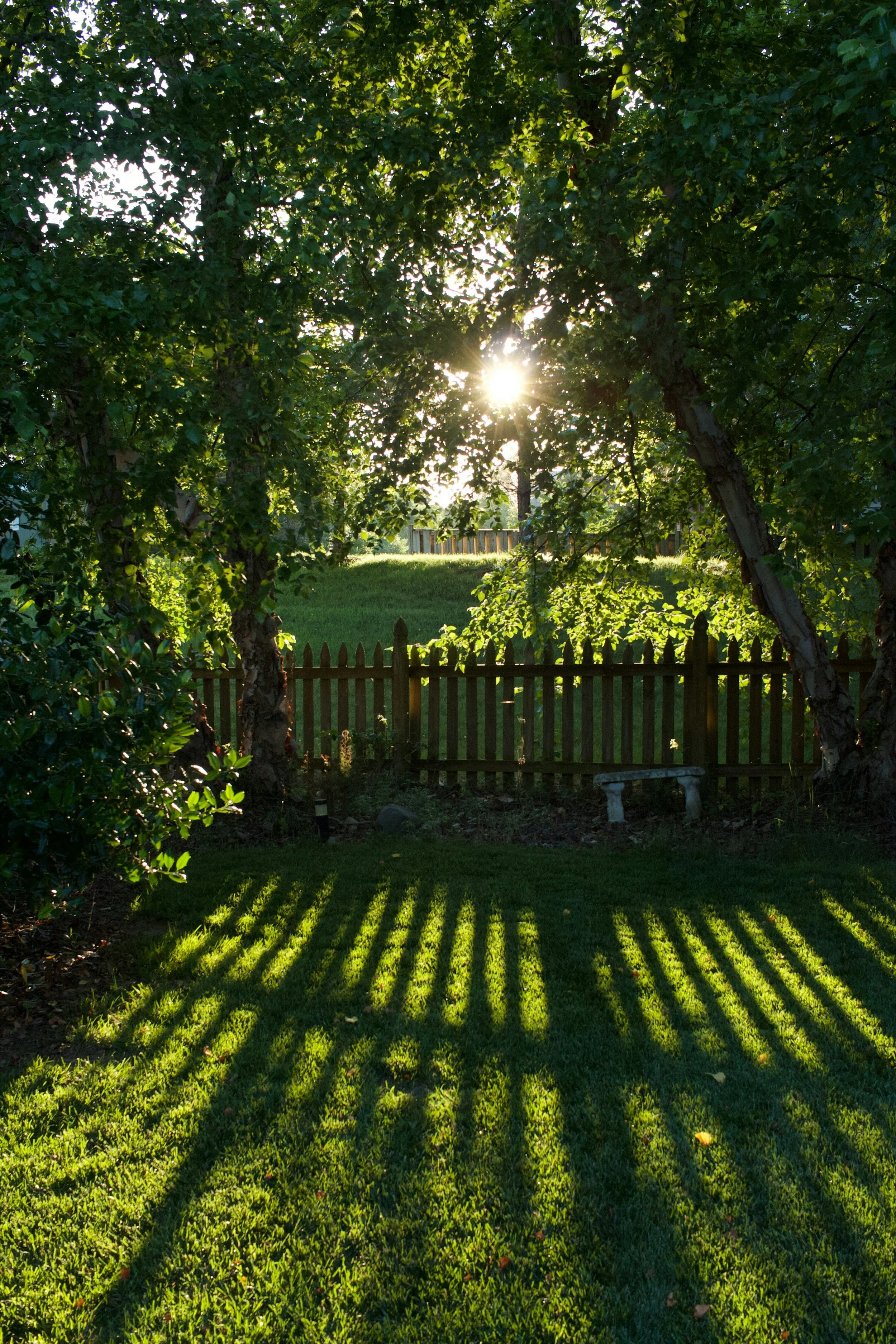 Fence in garden with sun