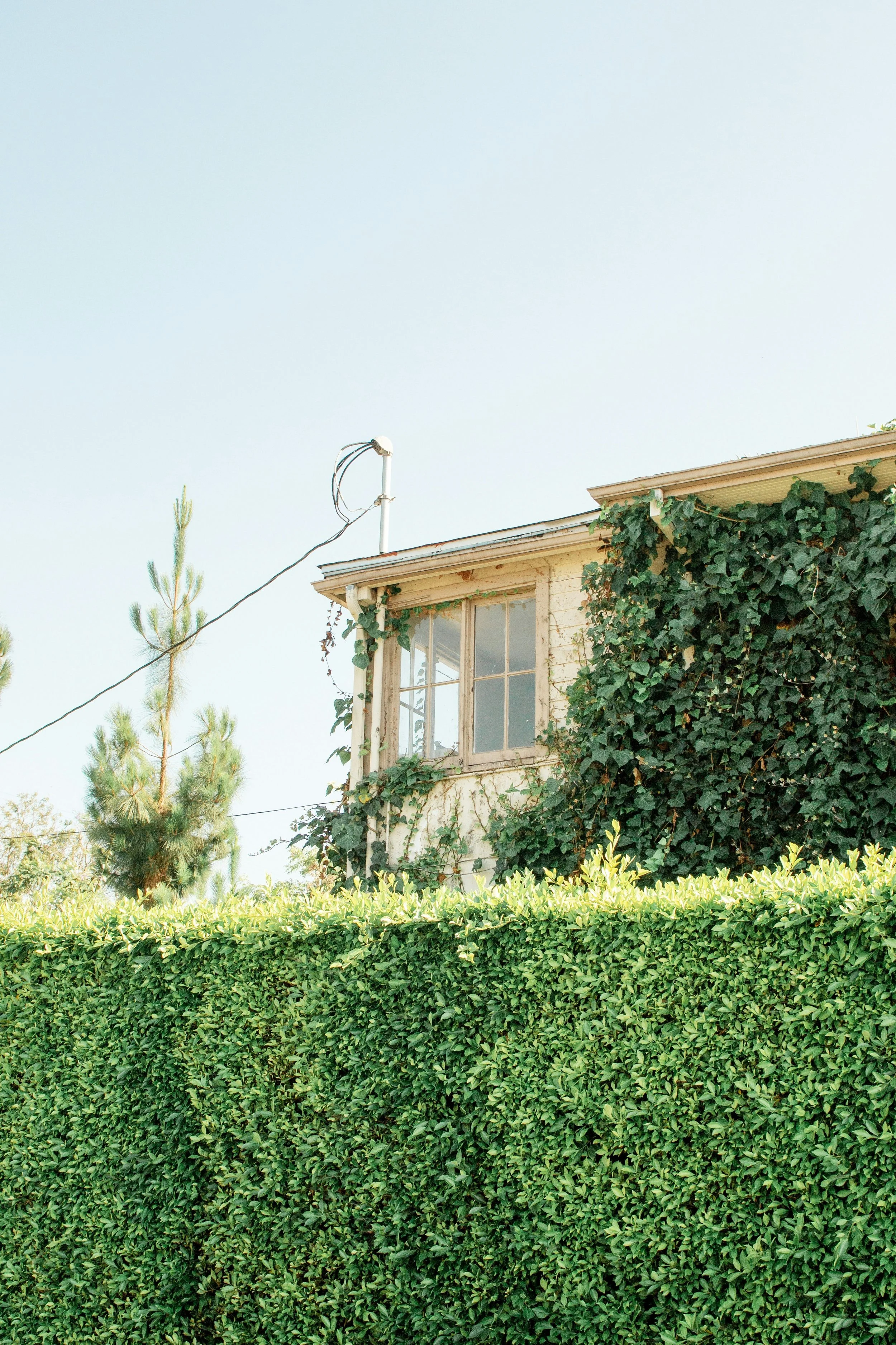 Hedge in garden